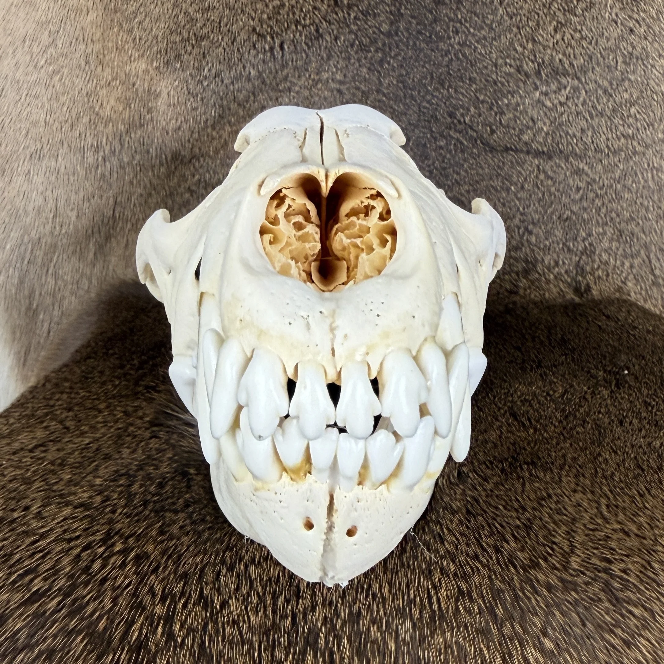 wolf skull