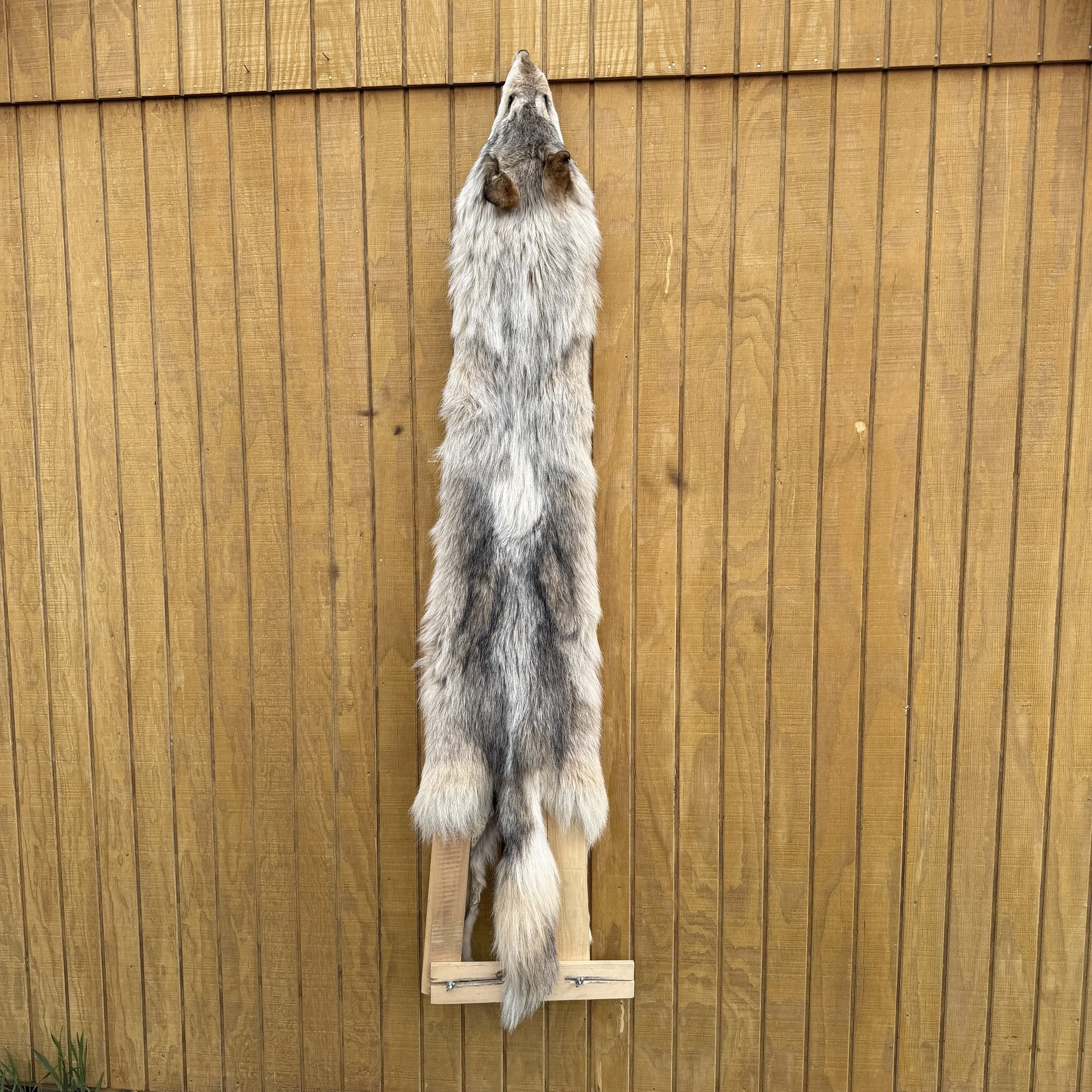 Timber Wolf Hide SQ6175P31