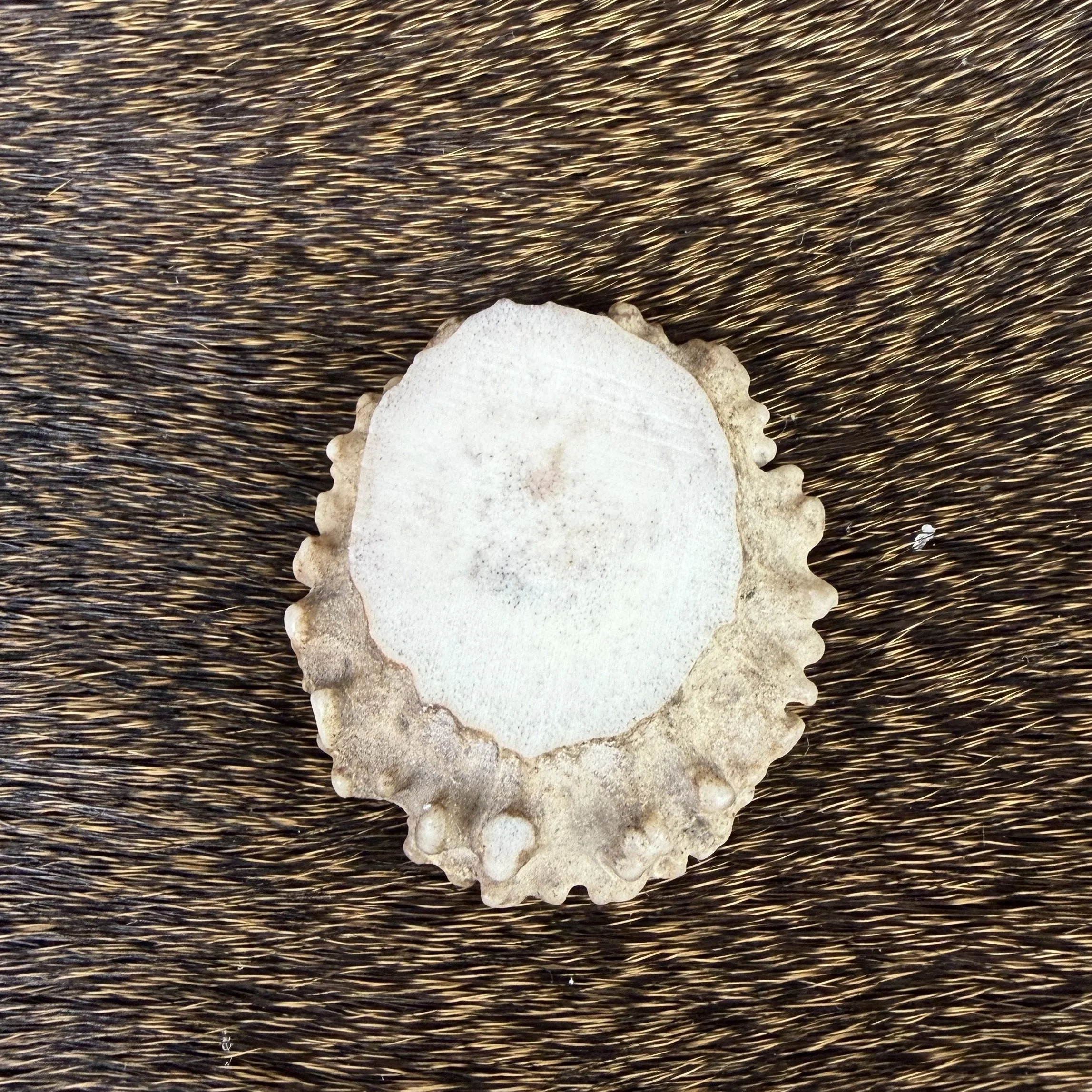 Deer Antler Rosette