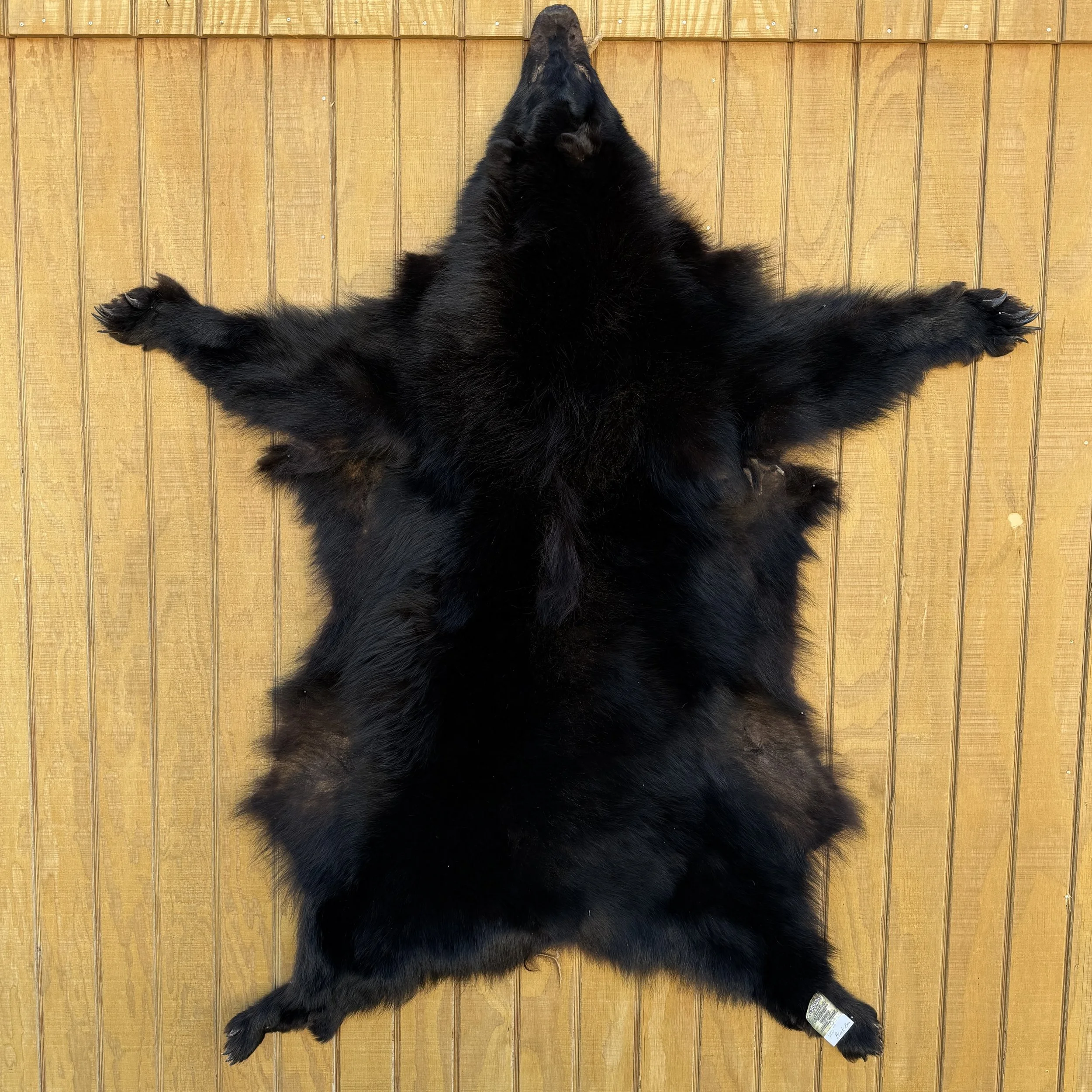 Black Bear Hide SQ5212D3