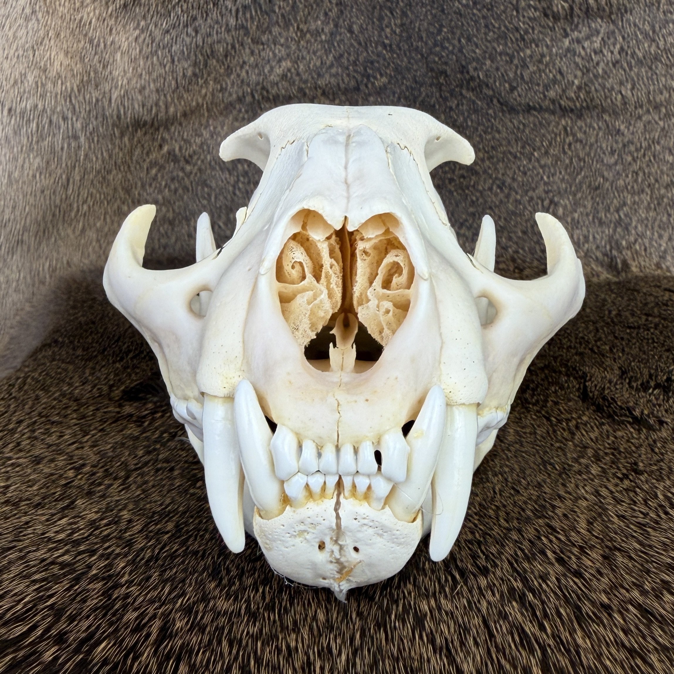 cougar skull