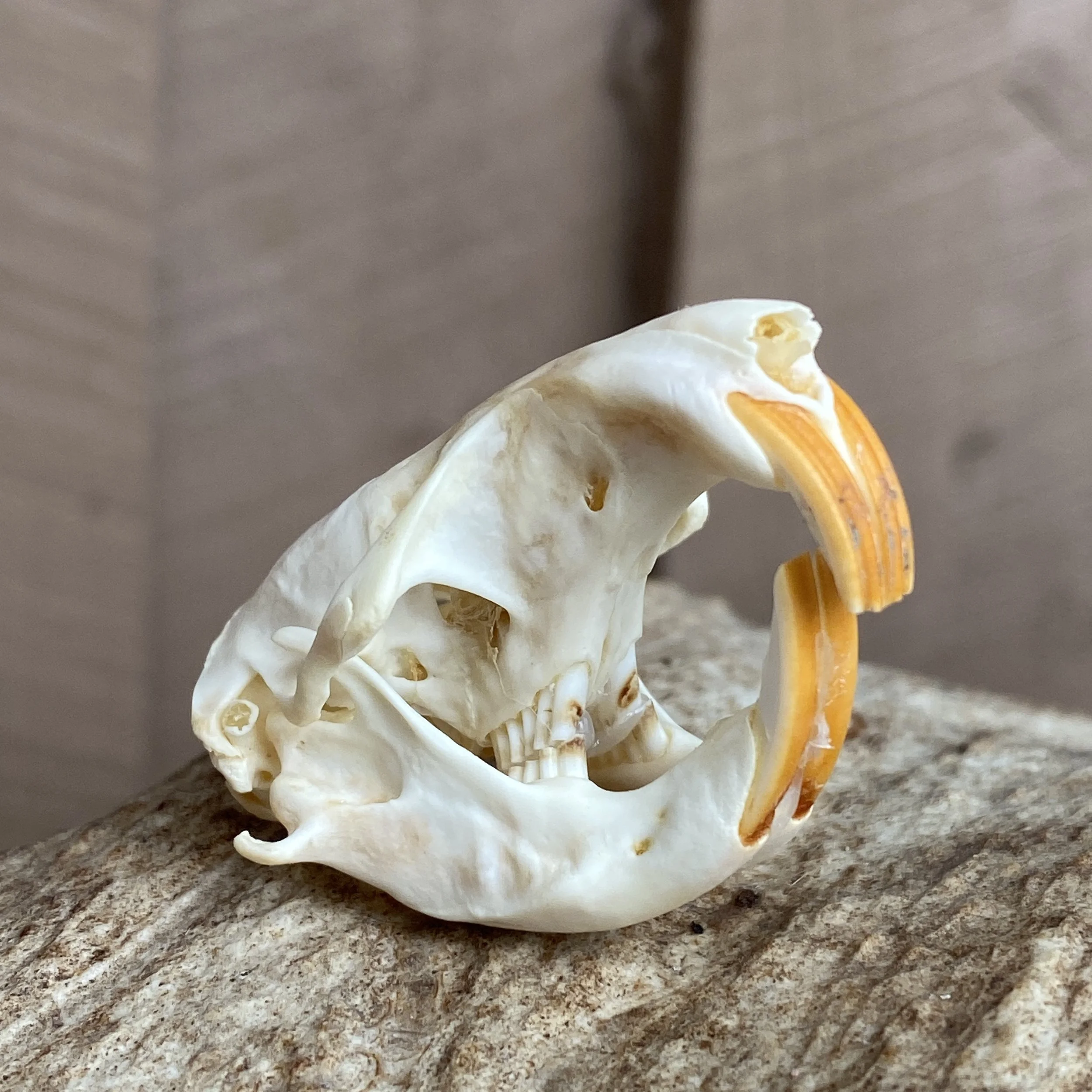Gopher Skull