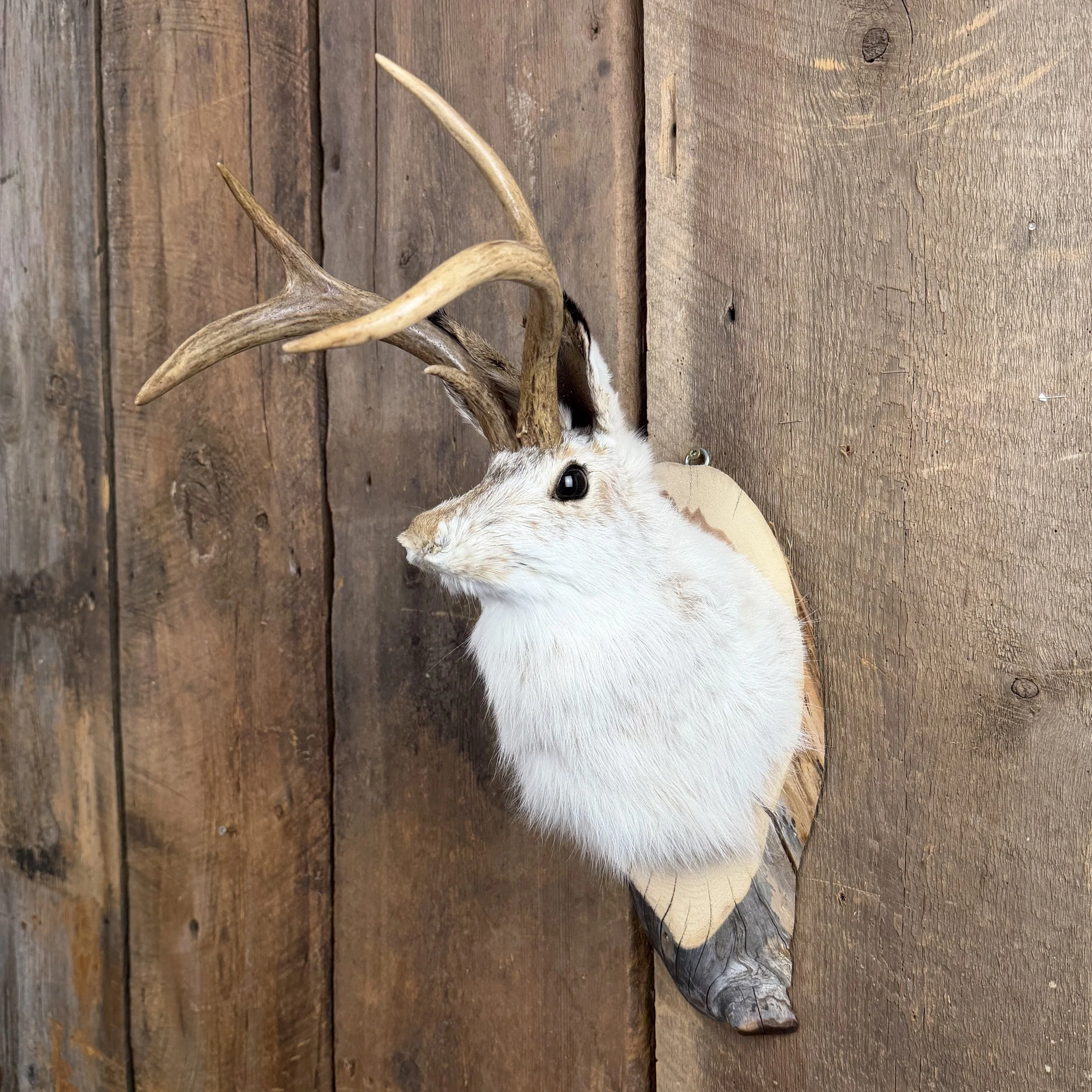 jackalope mount