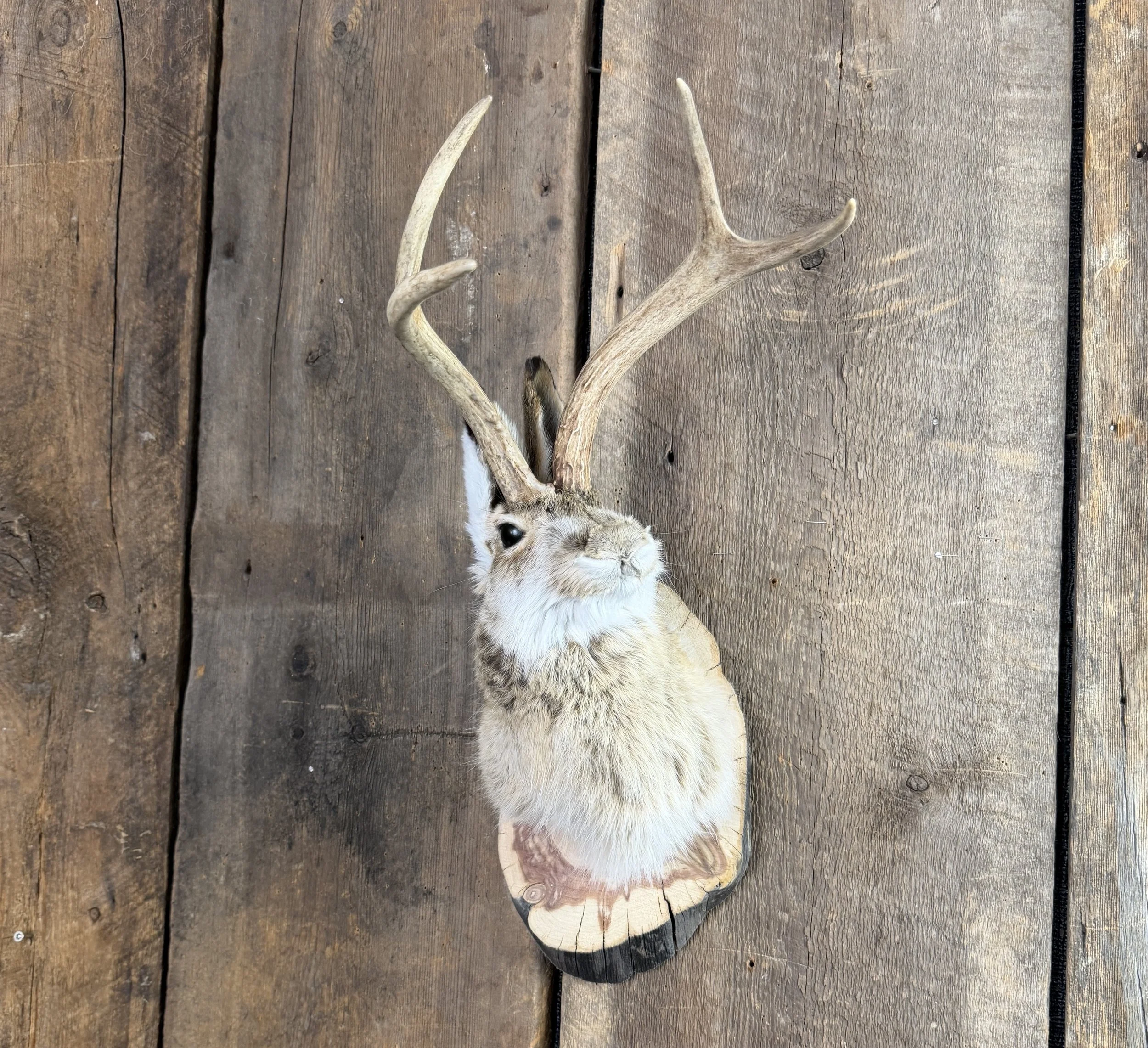 jackalope mount