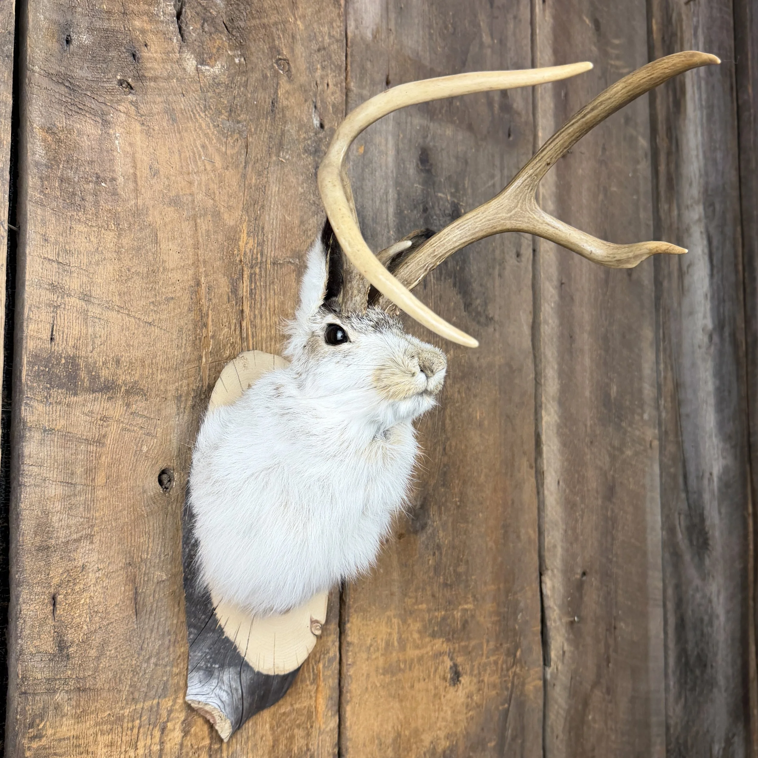 jackalope mount