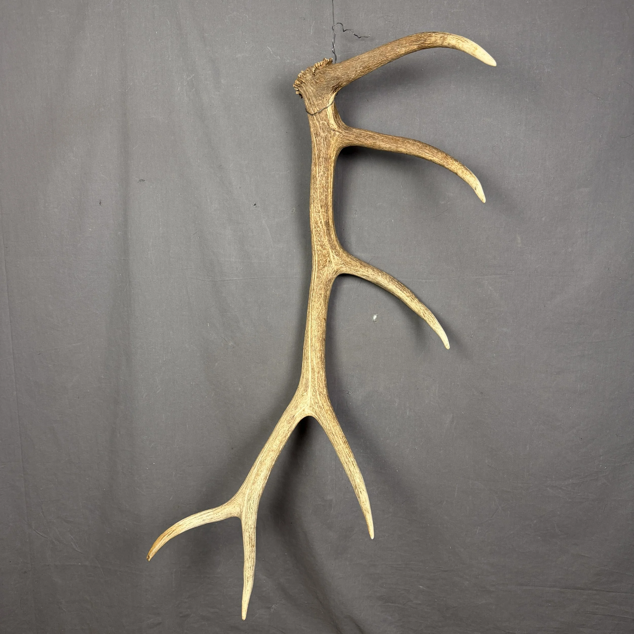 Elk Antler #7
