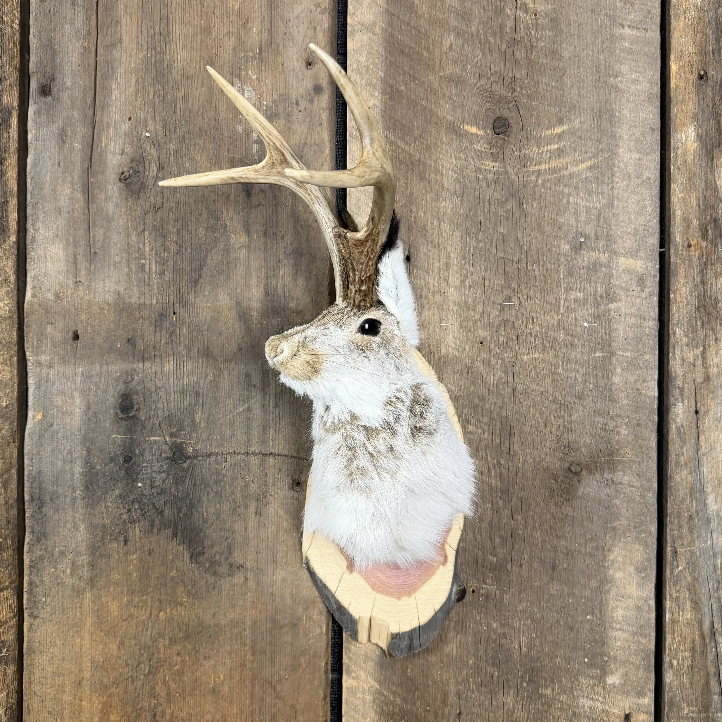 jackalope mount
