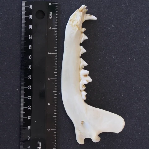 Coyote+Jaws.png