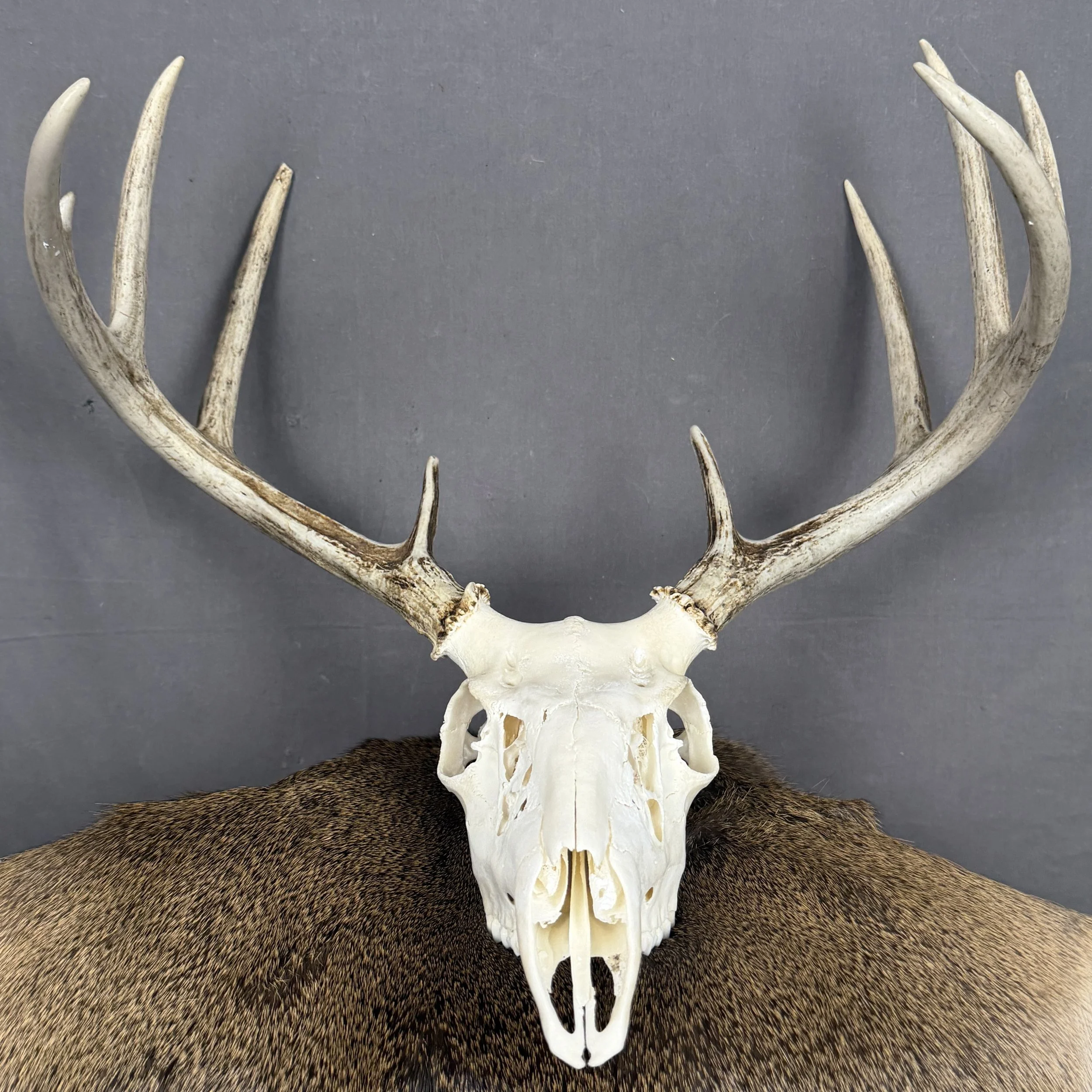 White Tail Deer Skull