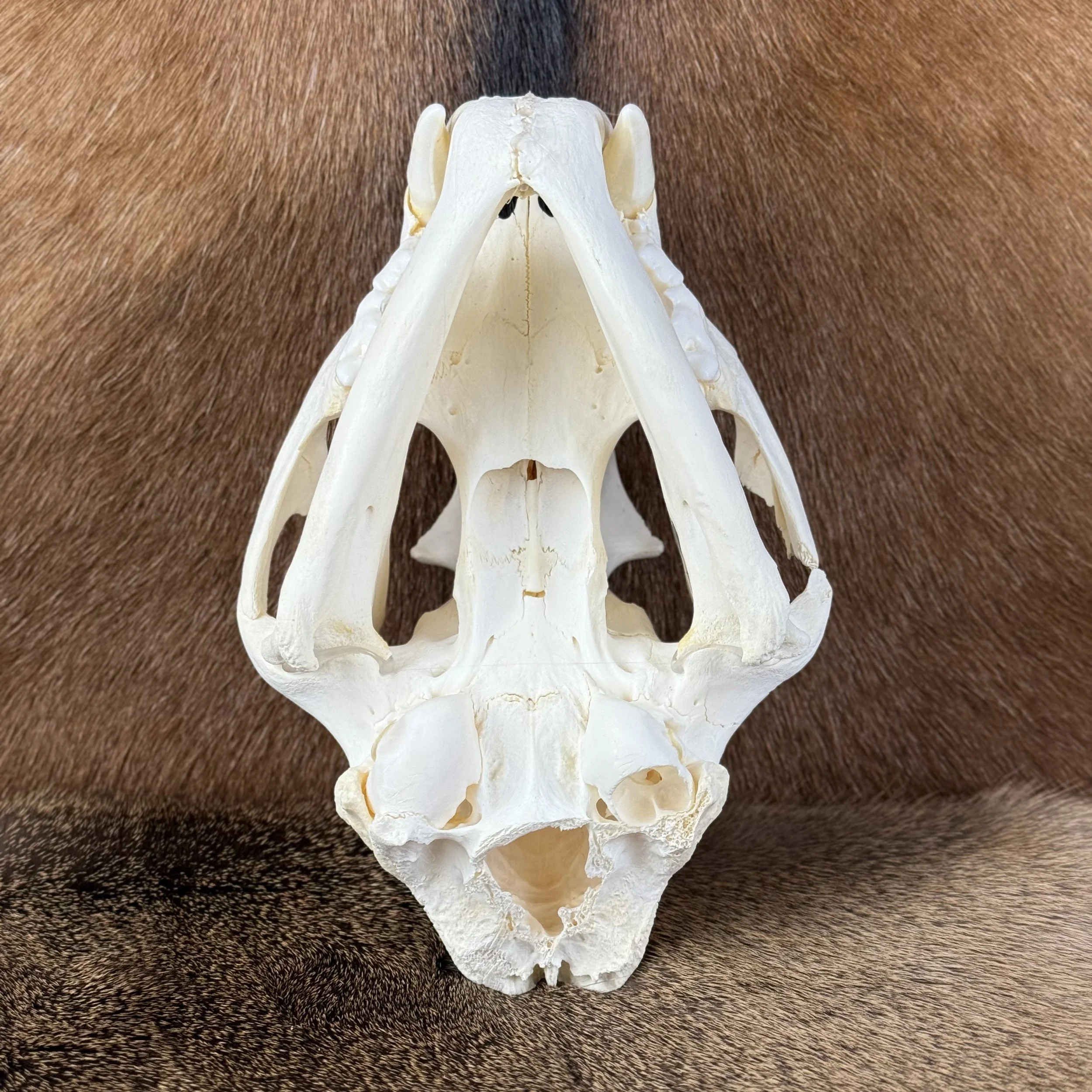 Cougar Skull