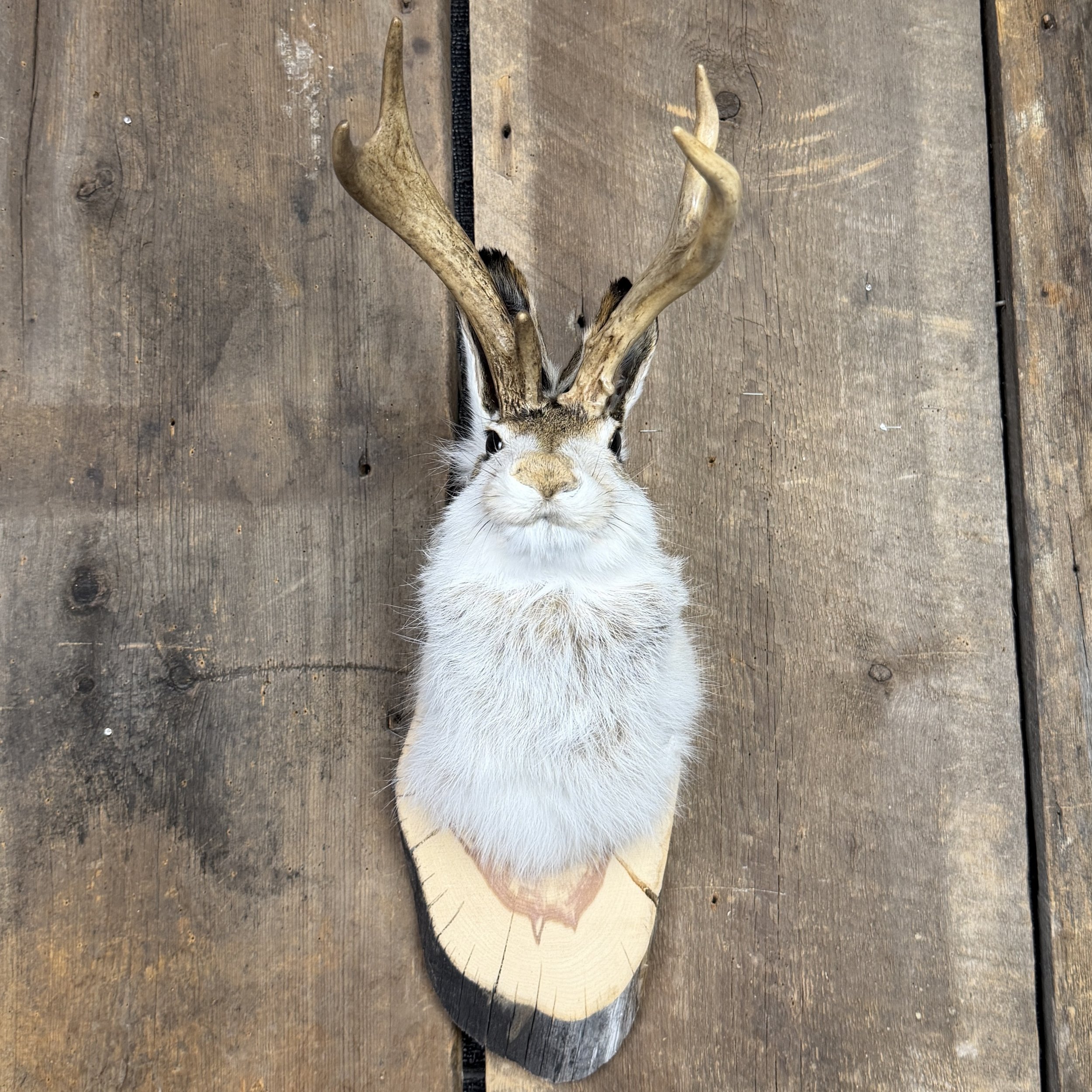 Jackalope Mount SQ0247