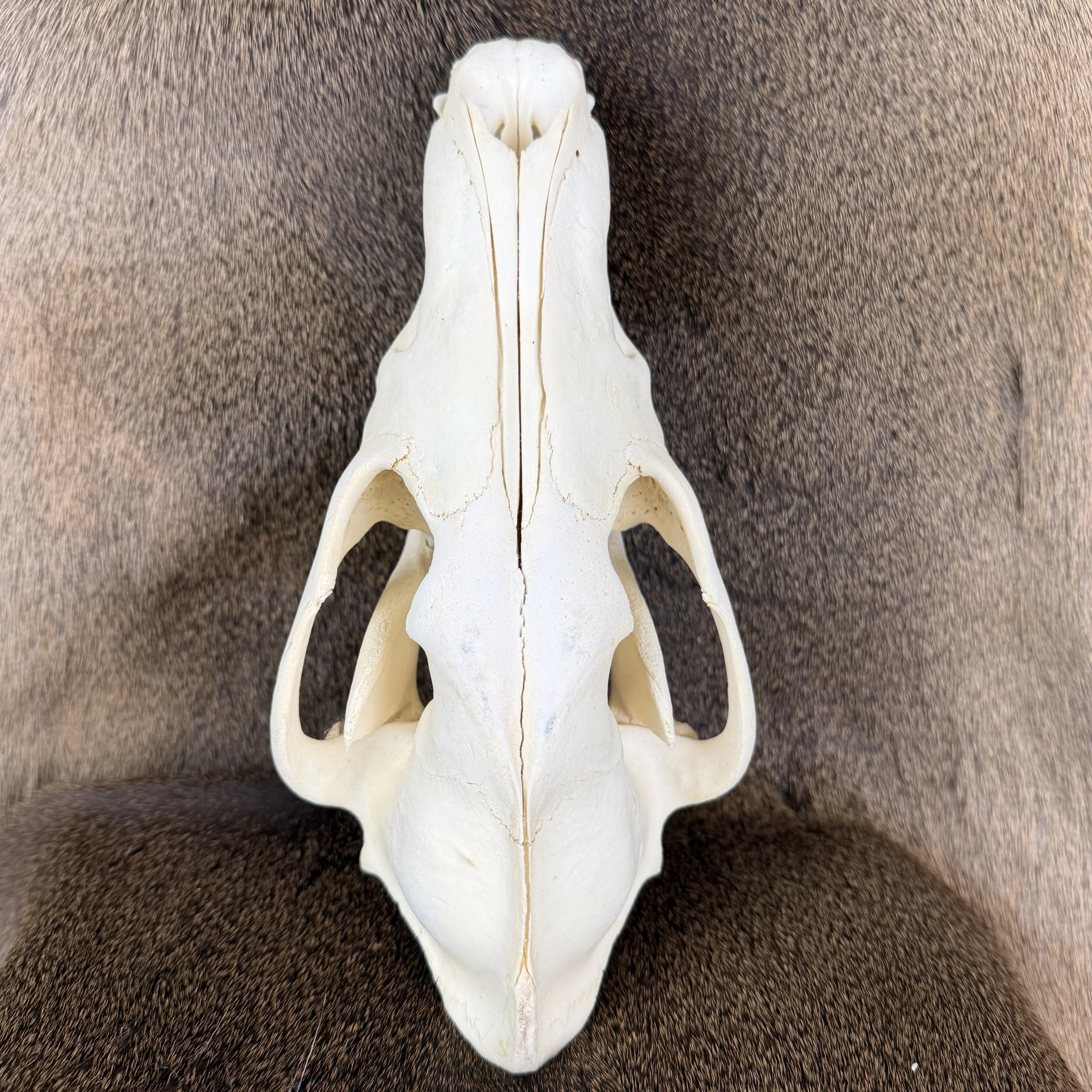 wolf skull