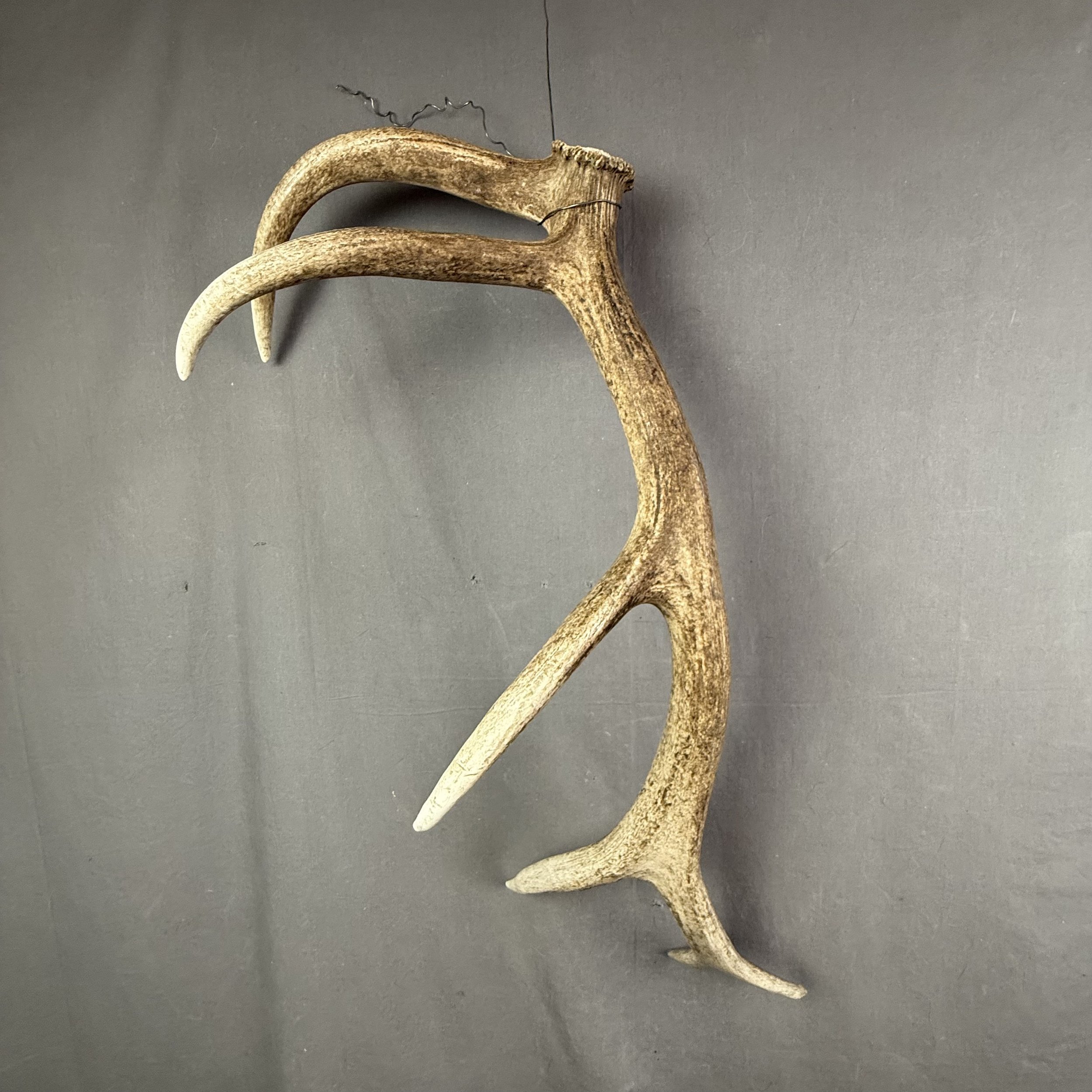 Elk Antler #20