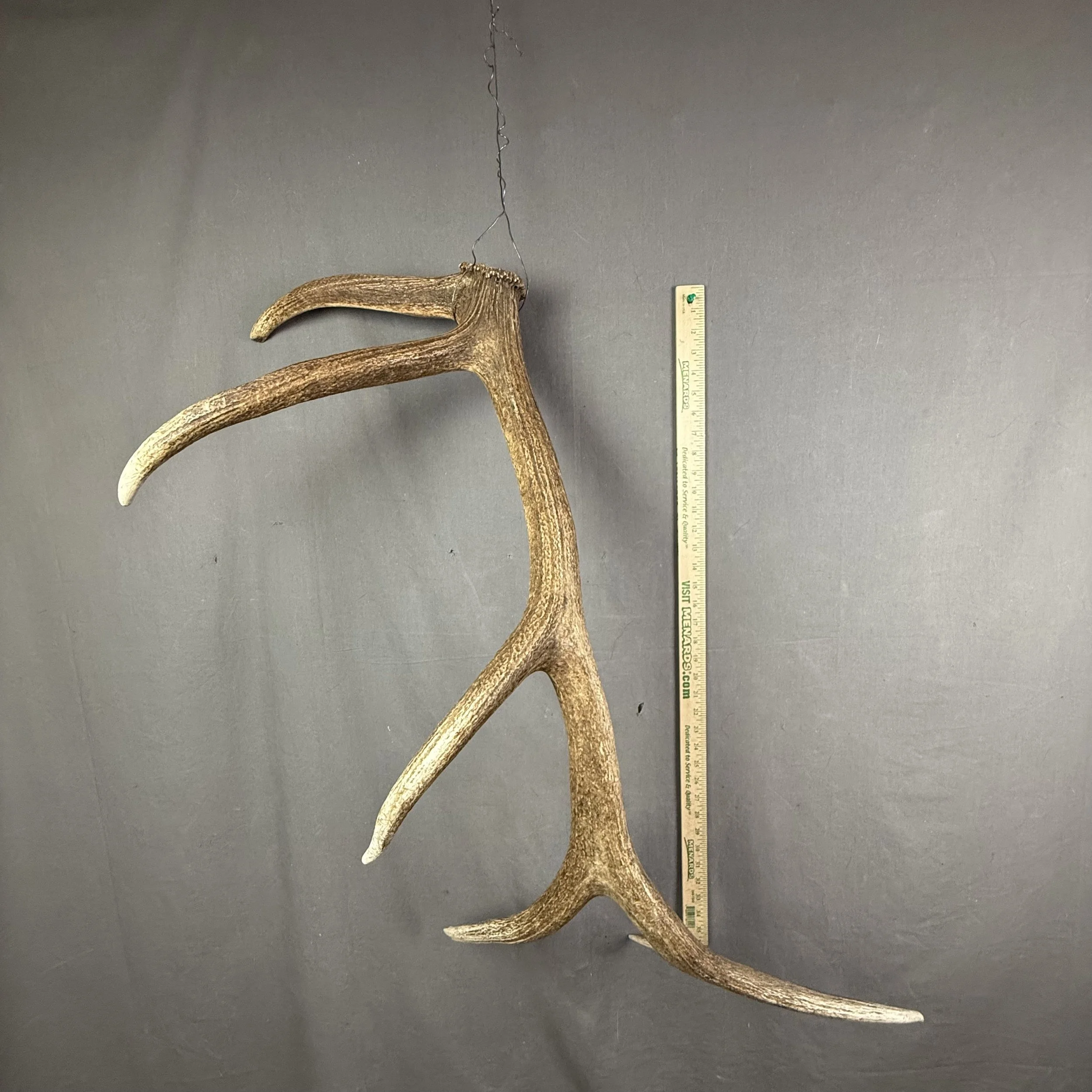 elk antler