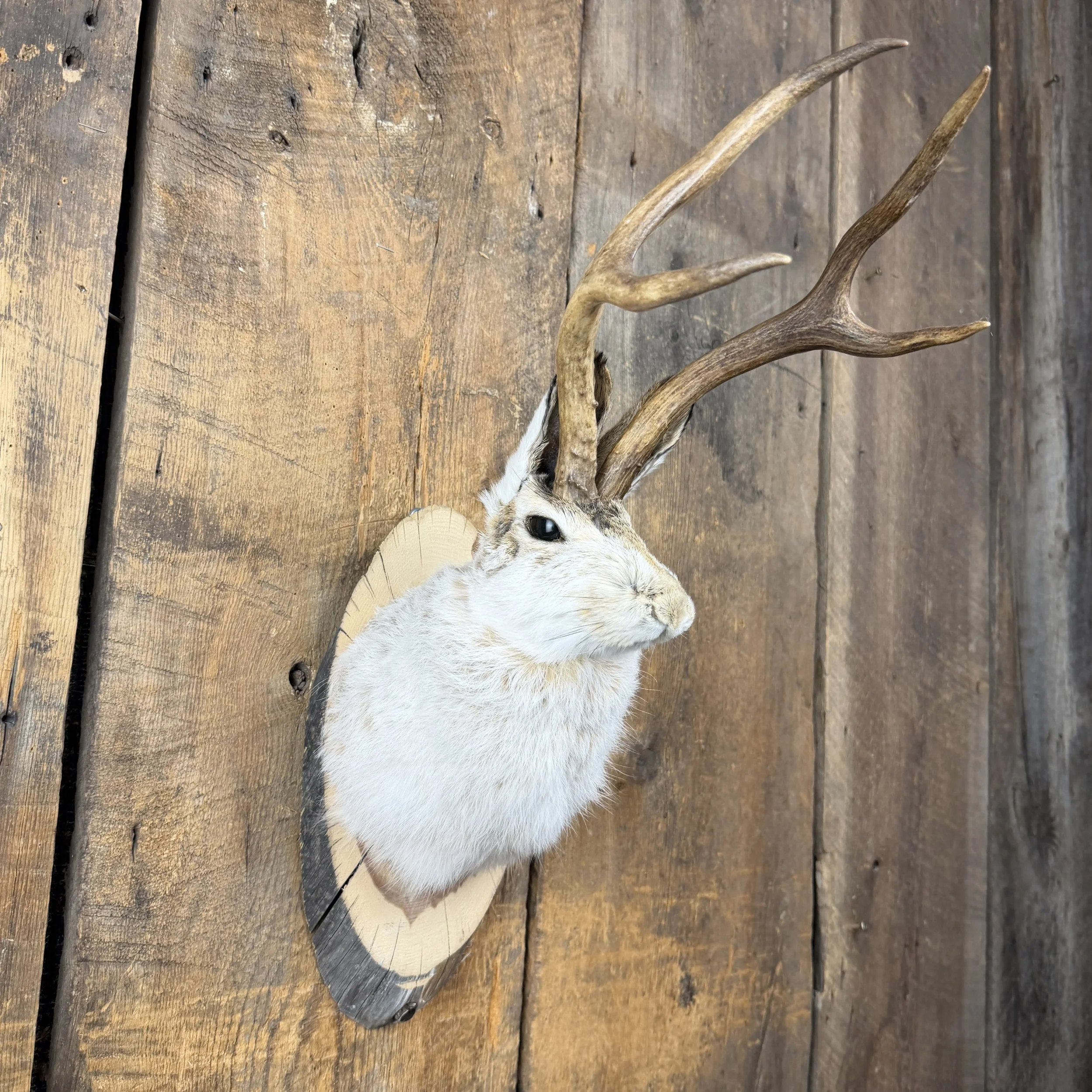 jackalope mount