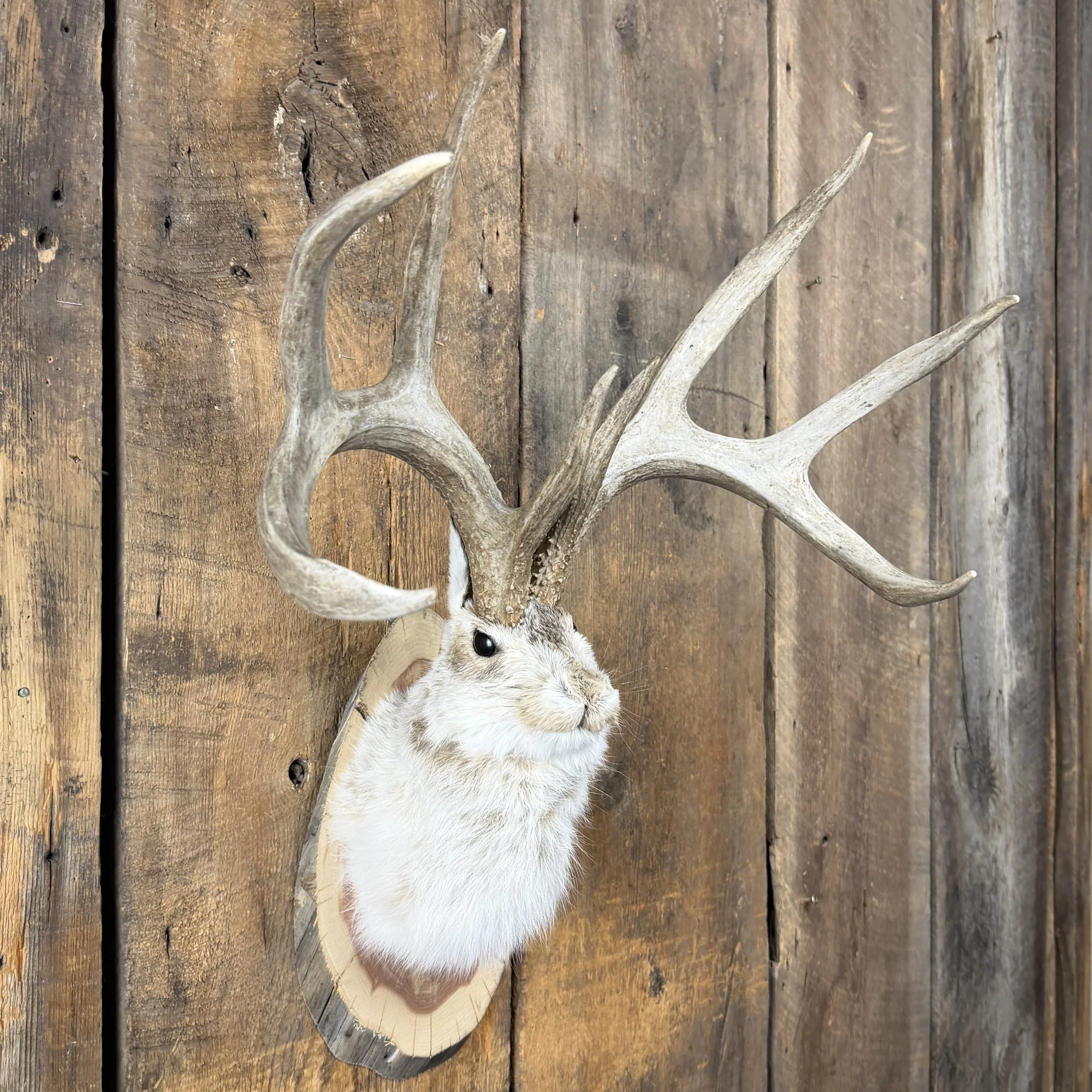 jackalope mount