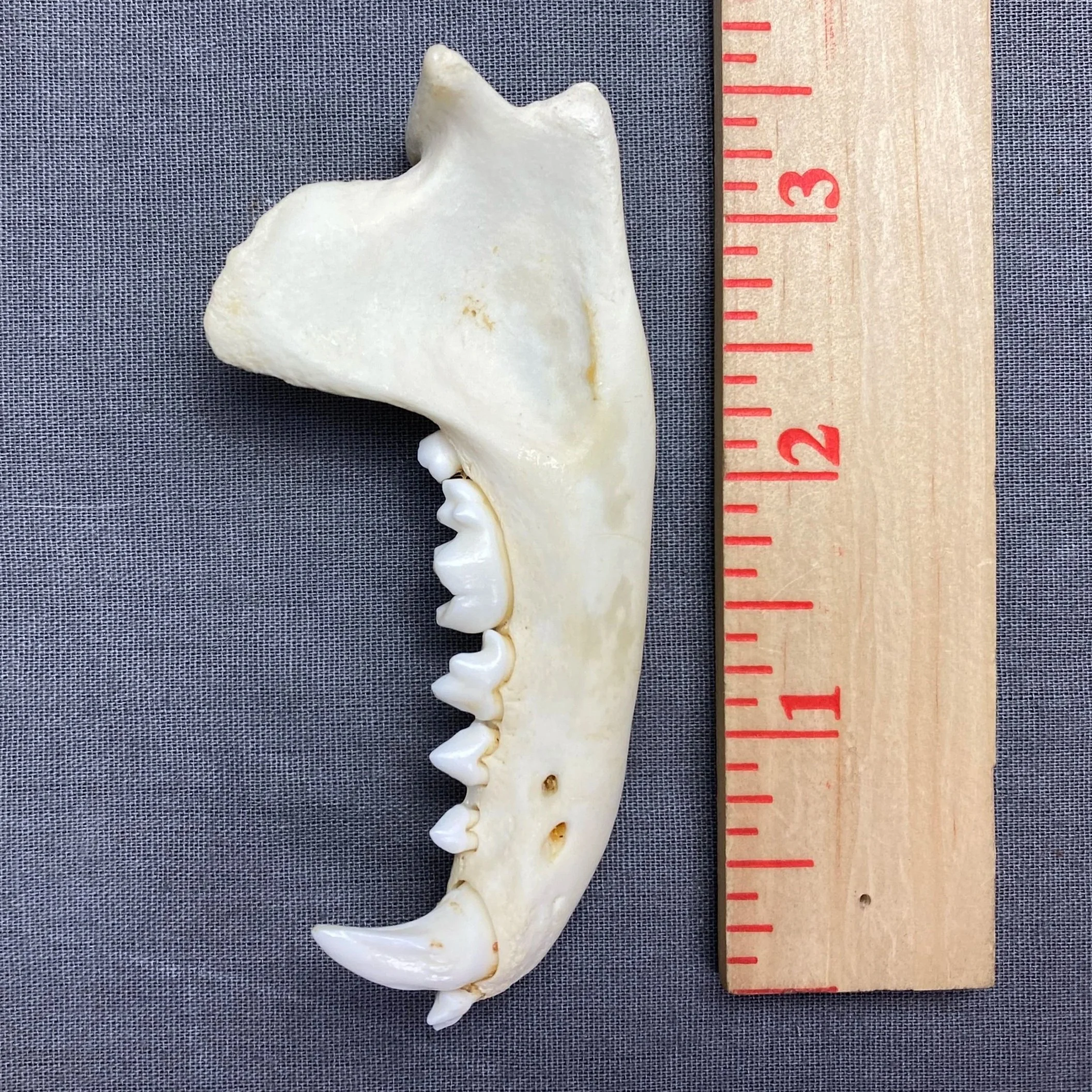 Badger Jaw