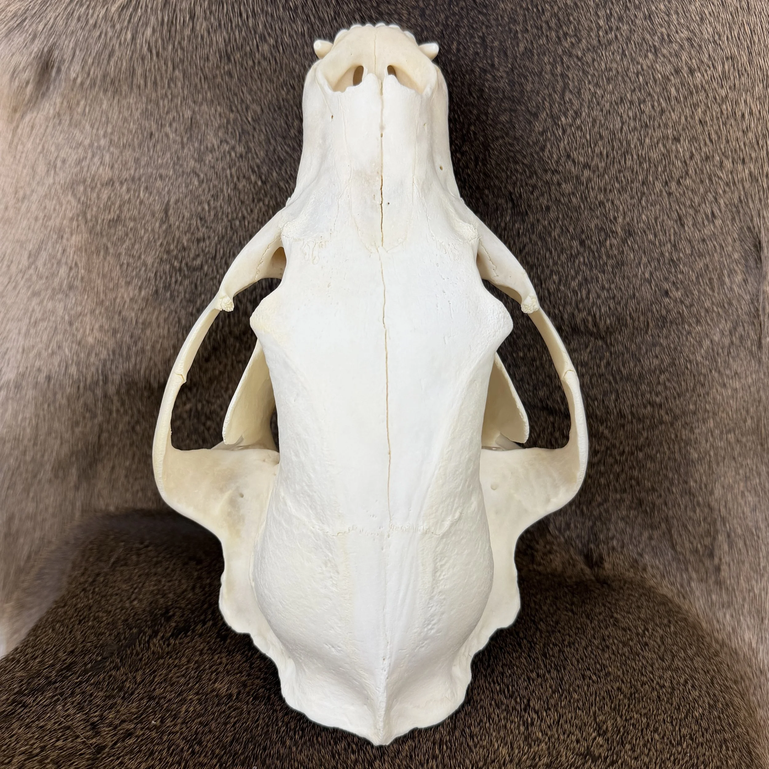 black bear skull