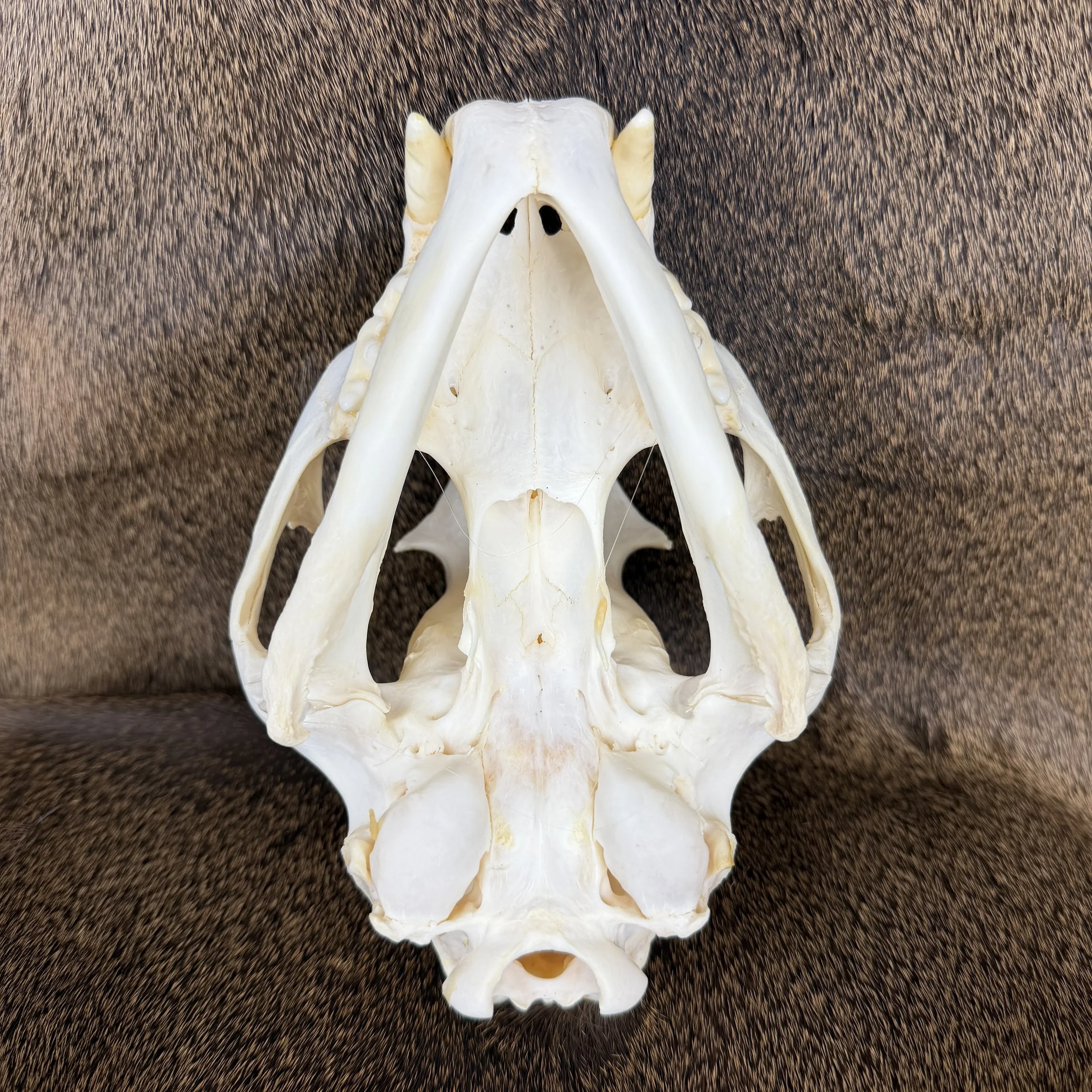 cougar skull