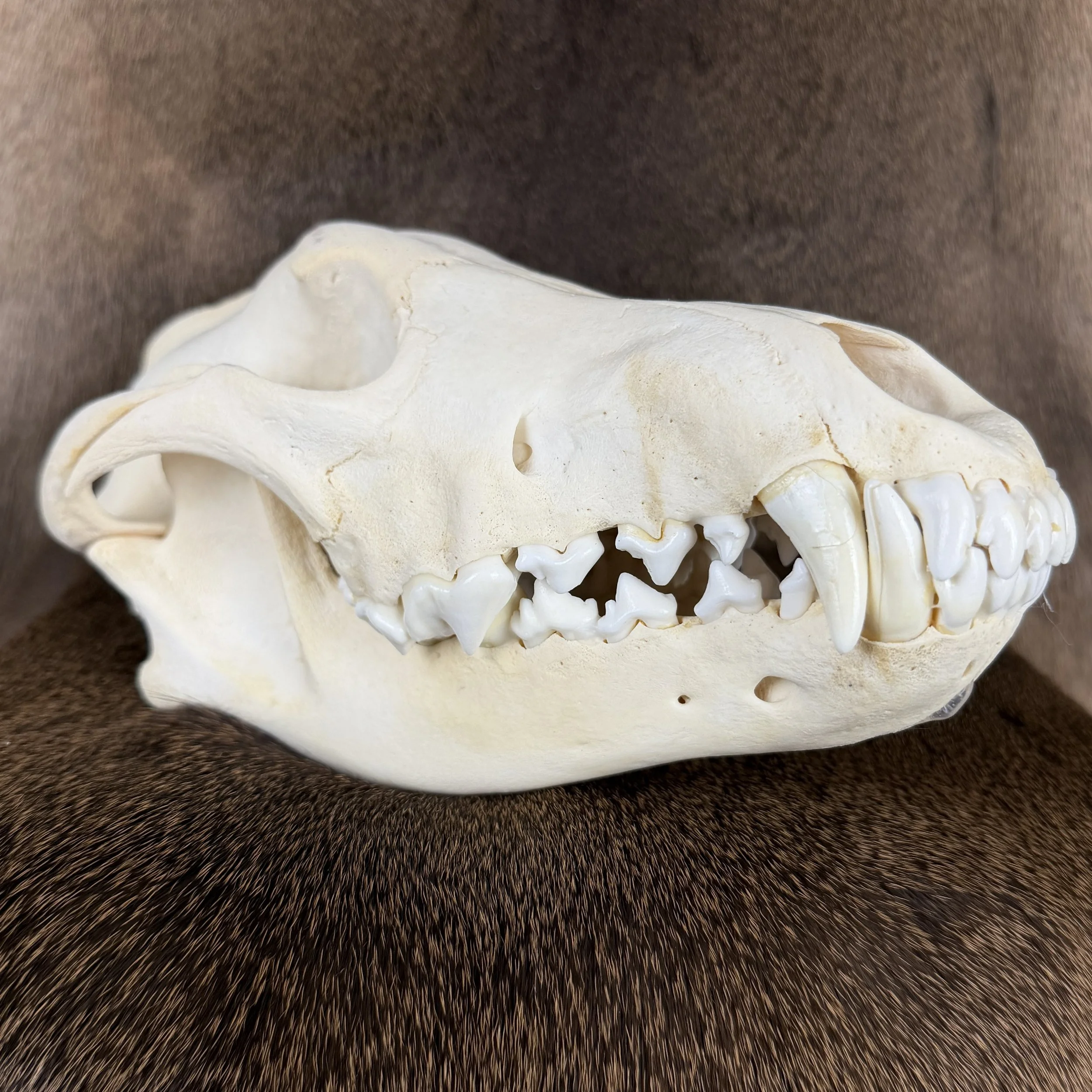 wolf skull