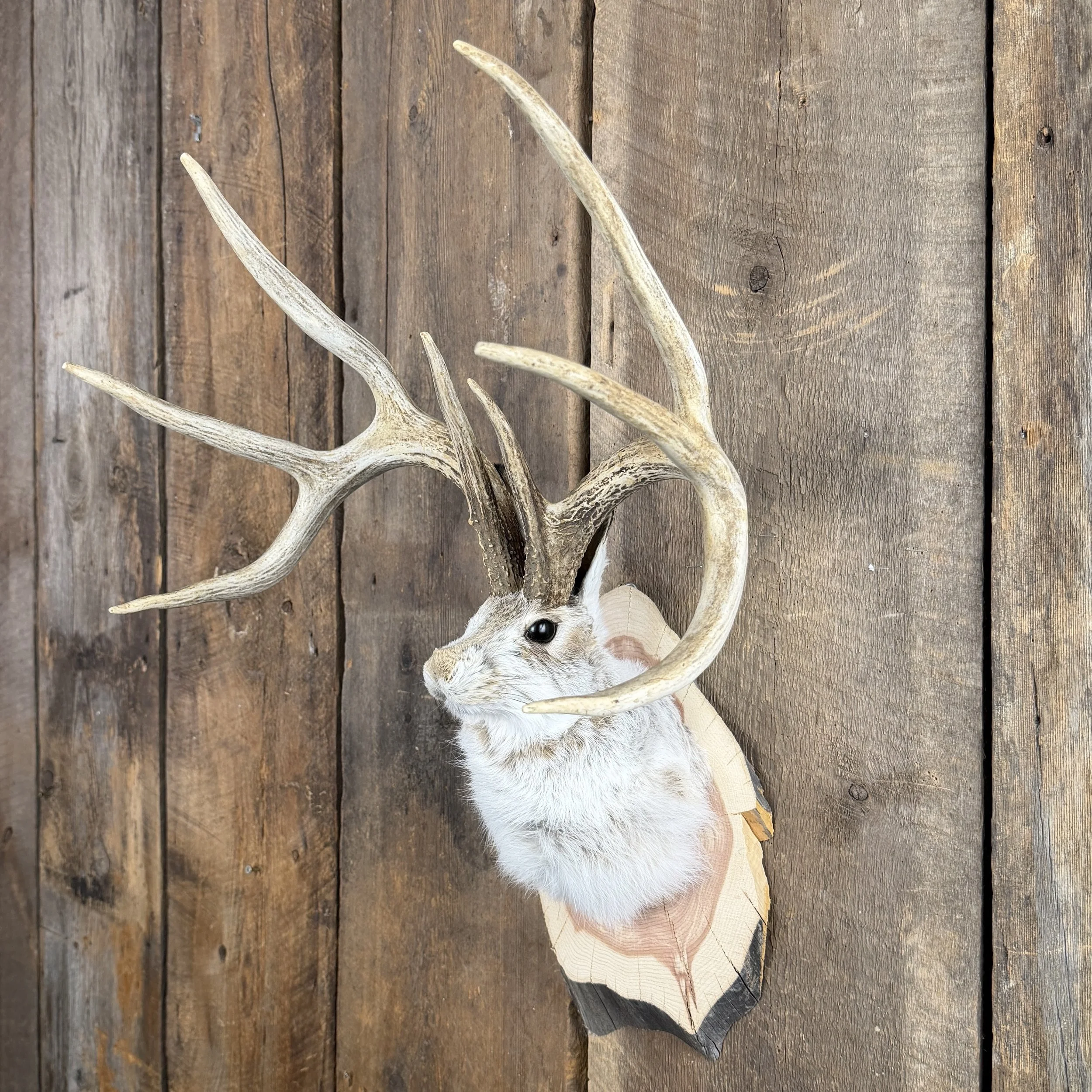 jackalope mount