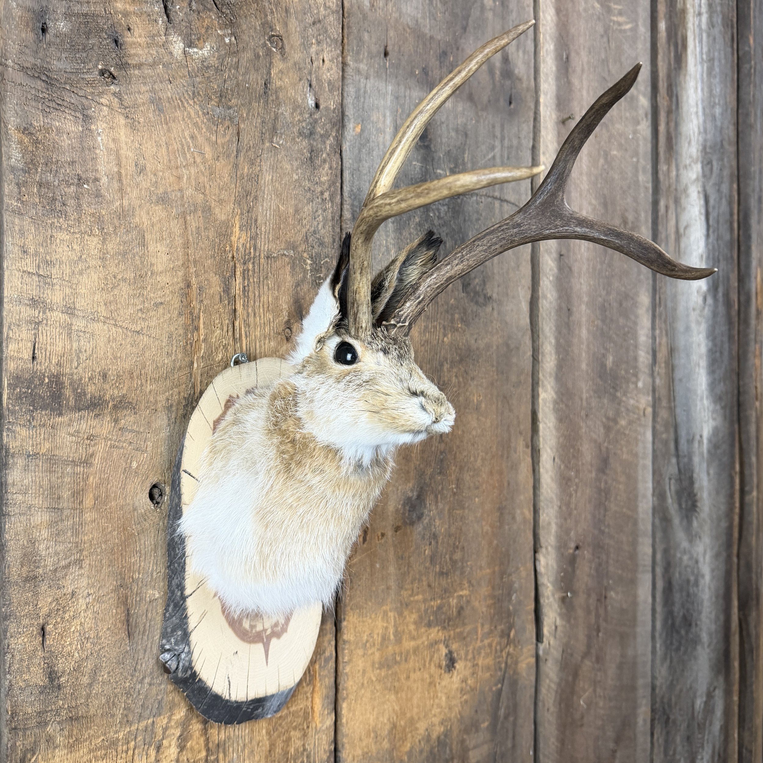 jackalope mount