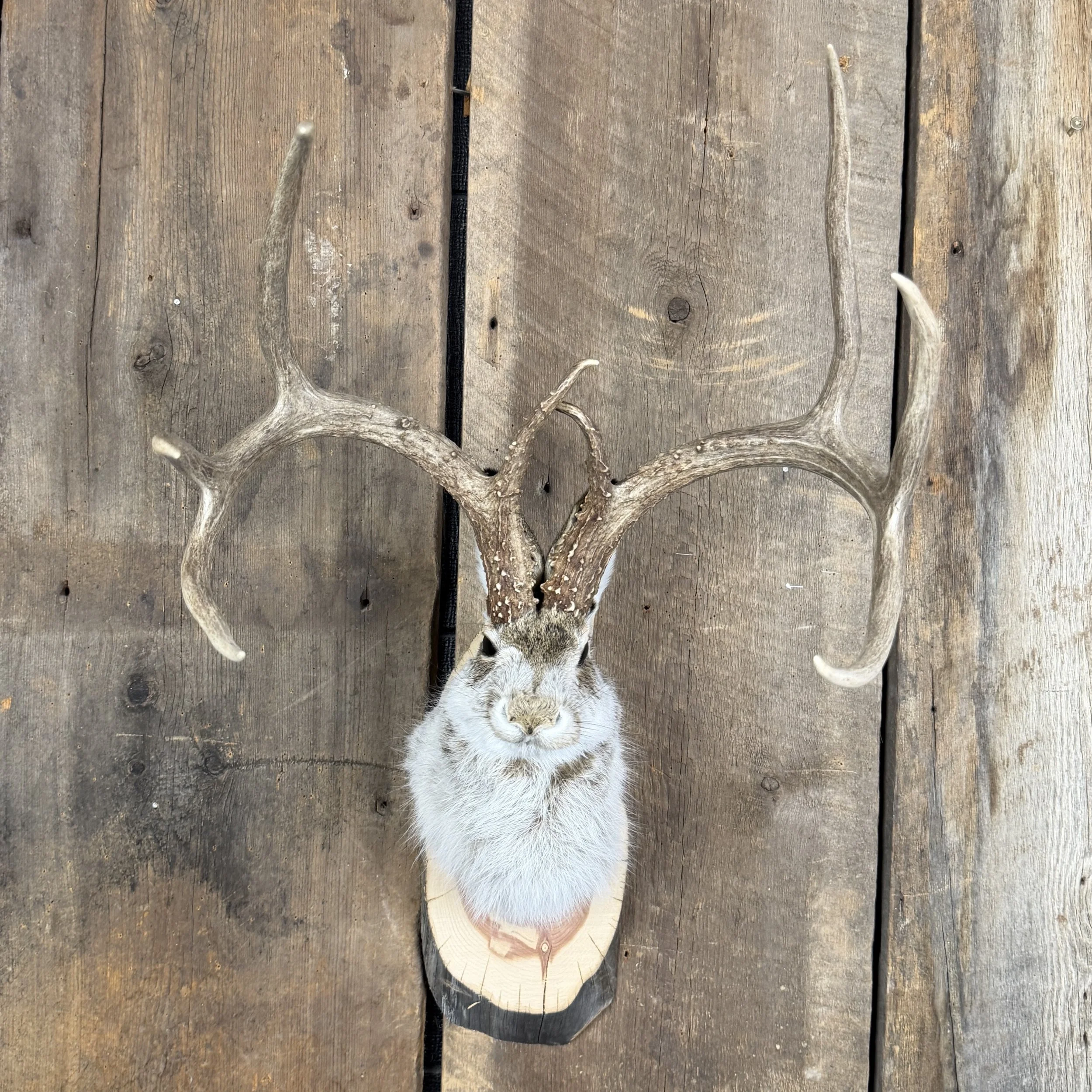 jackalope mount