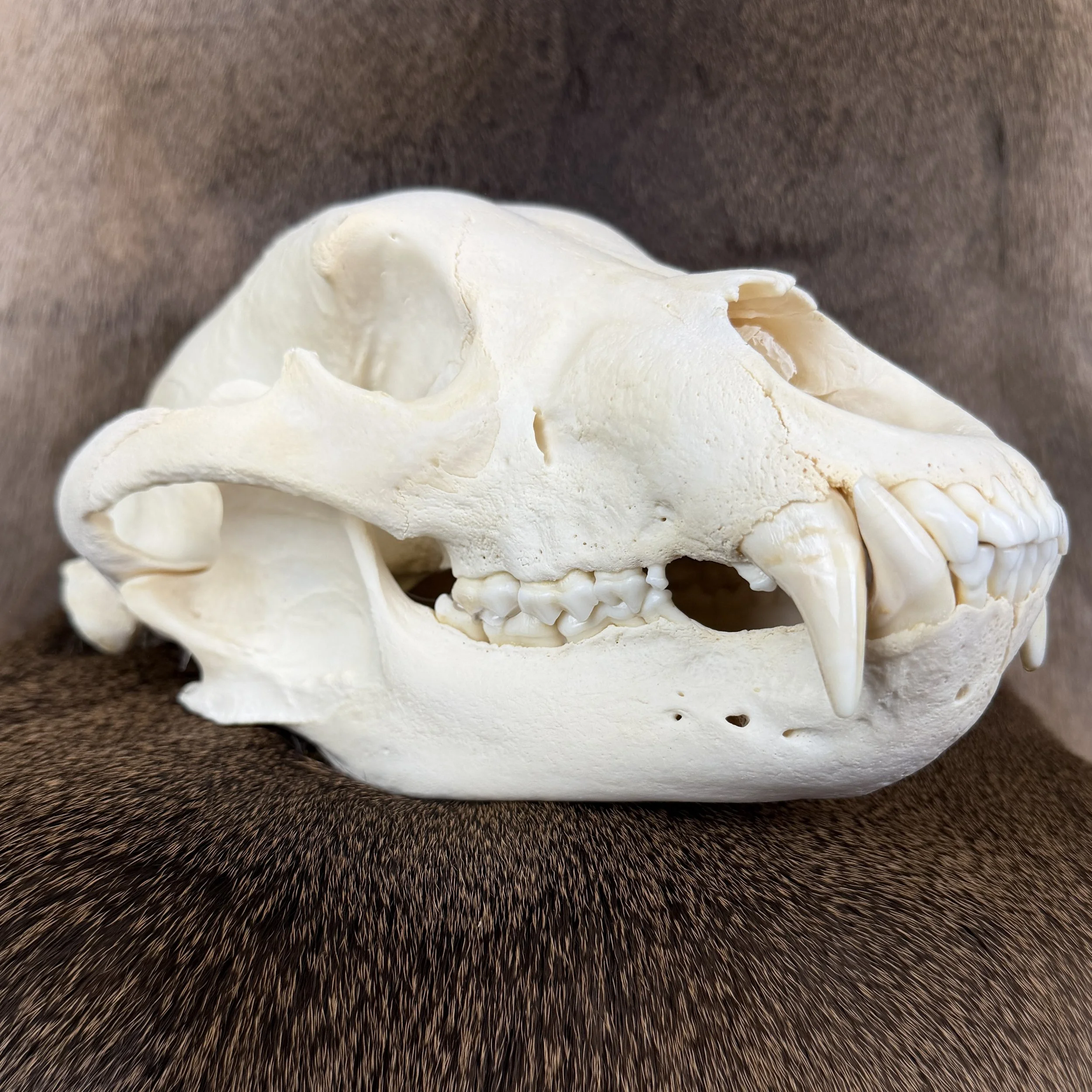 black bear skull