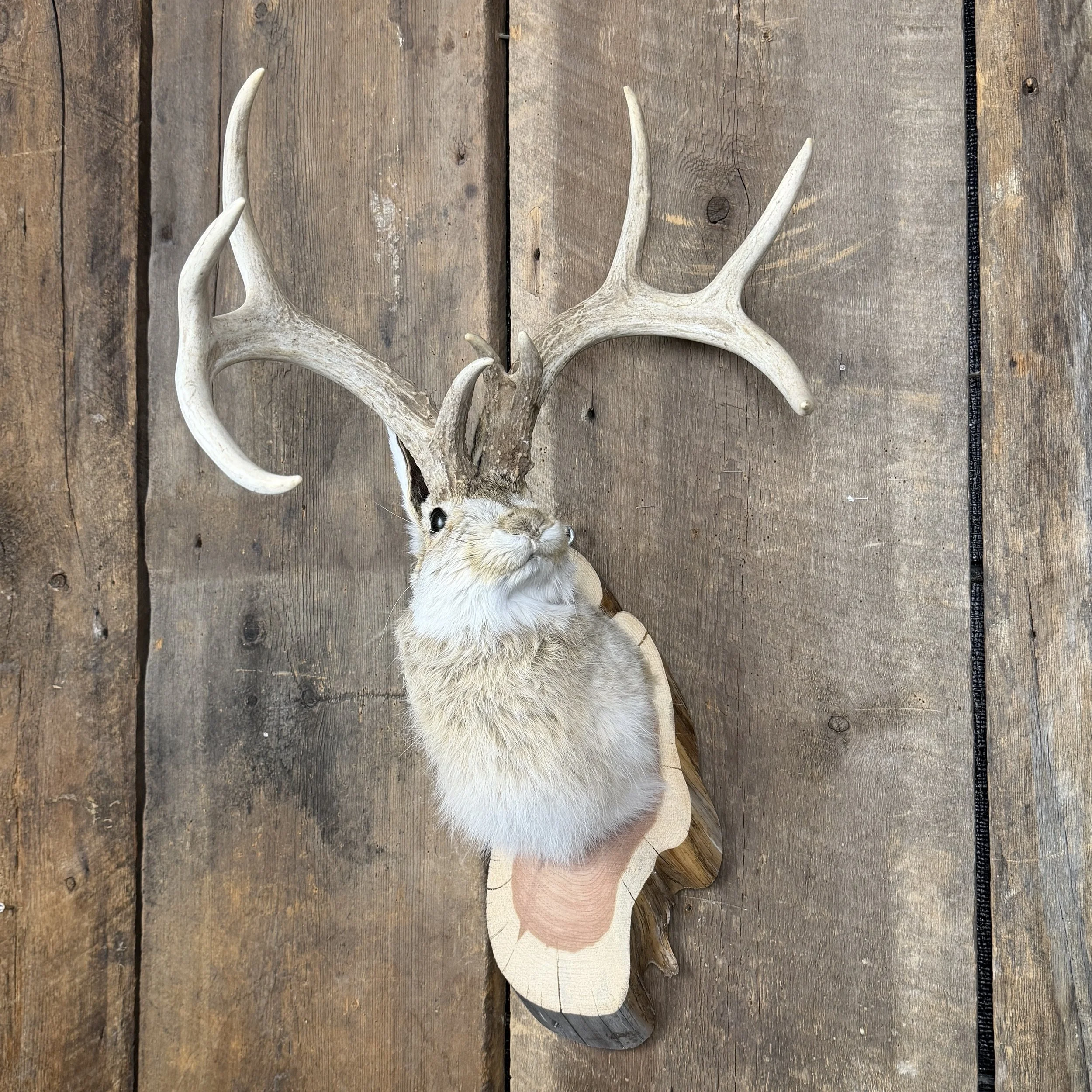 jackalope mount
