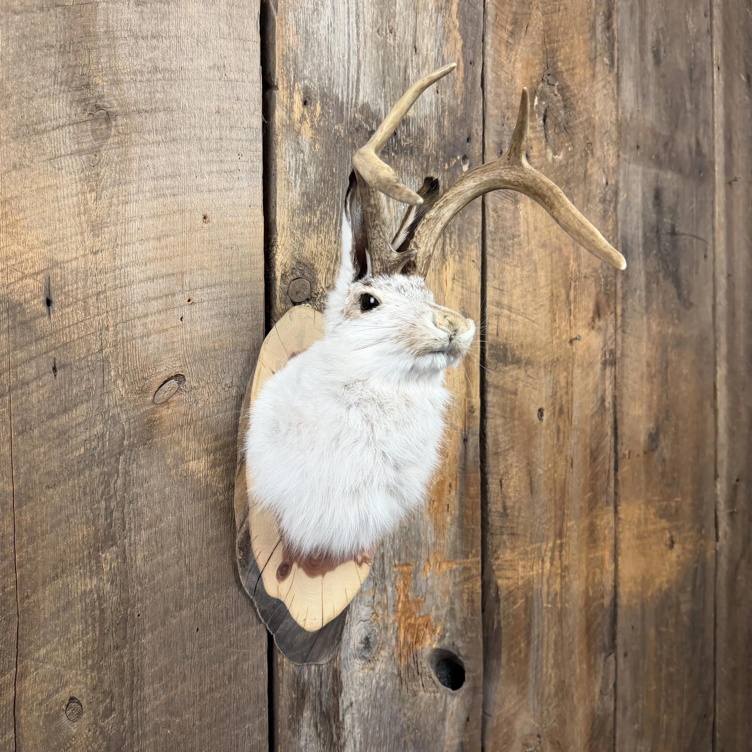 jackalope mount