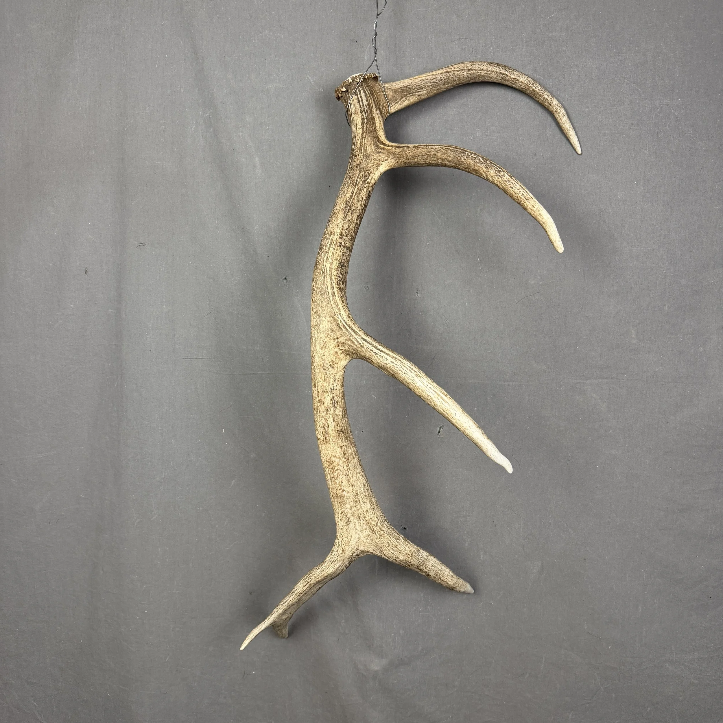 Elk Antler