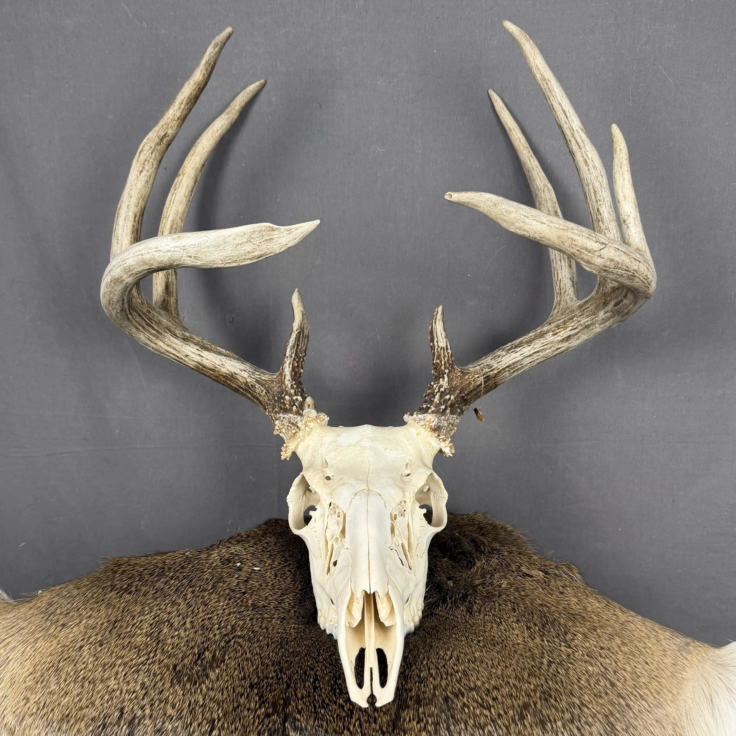 Whitetail Deer Skull SQ4488
