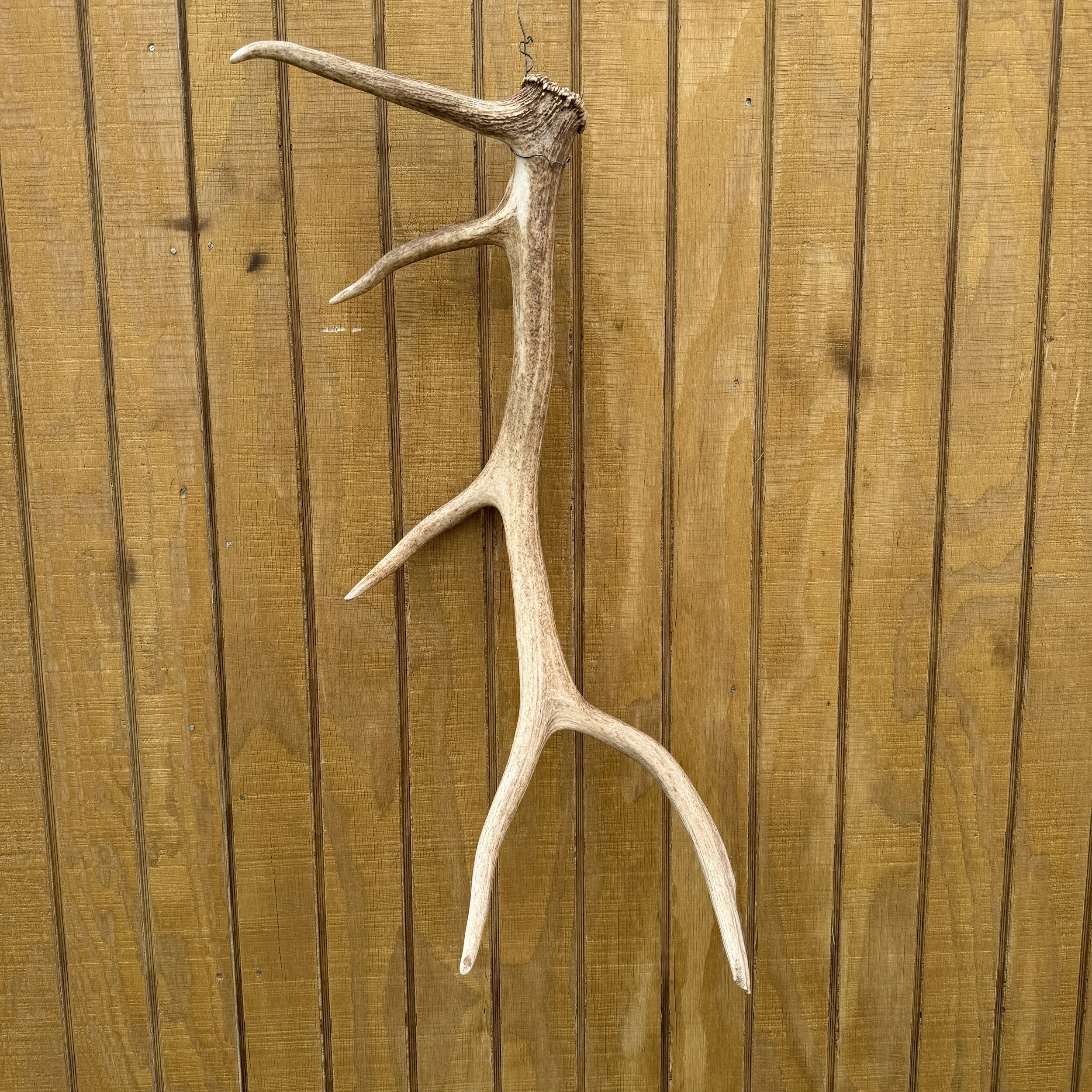 Elk Antler