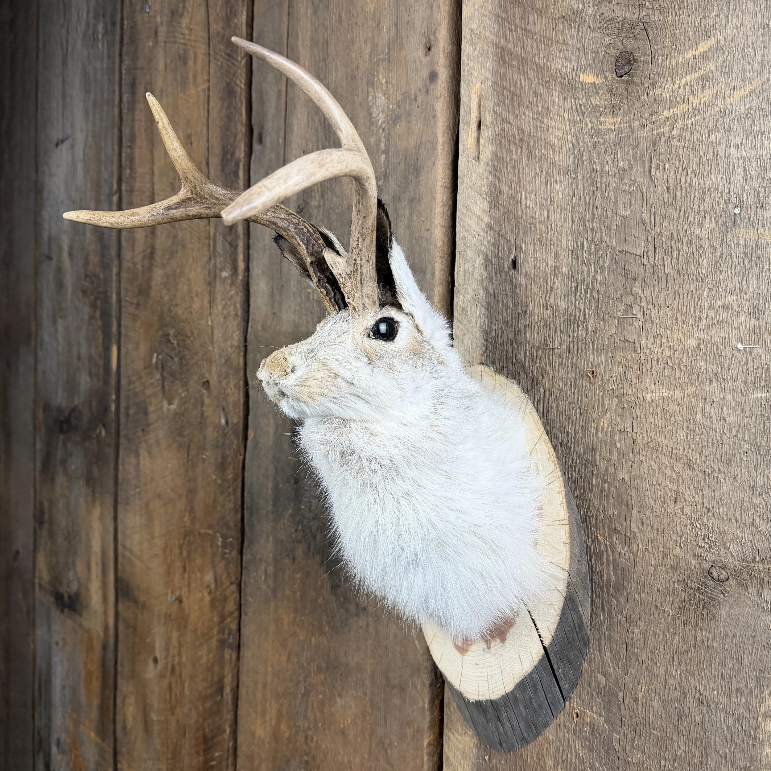 jackalope mount