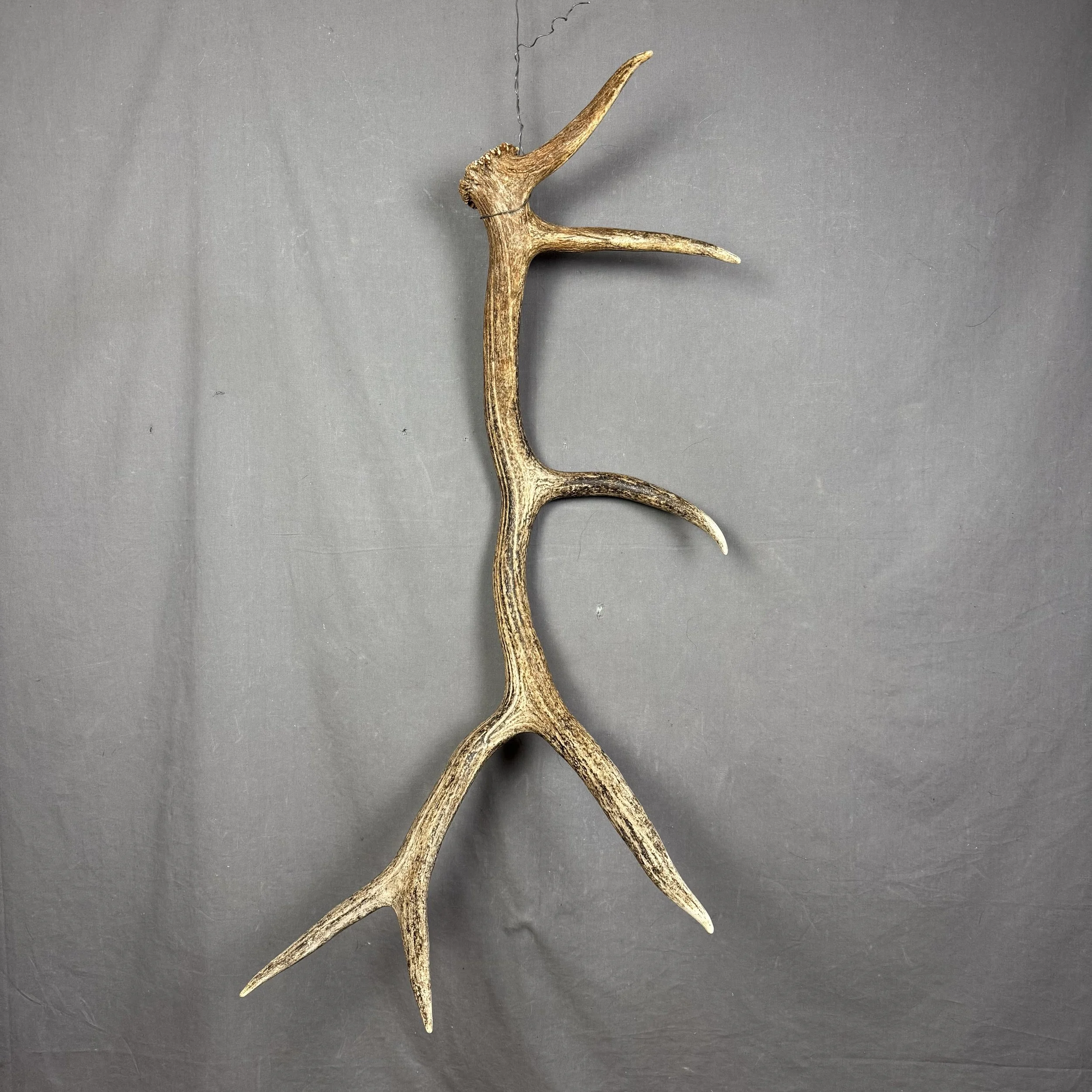 Elk Antler #8