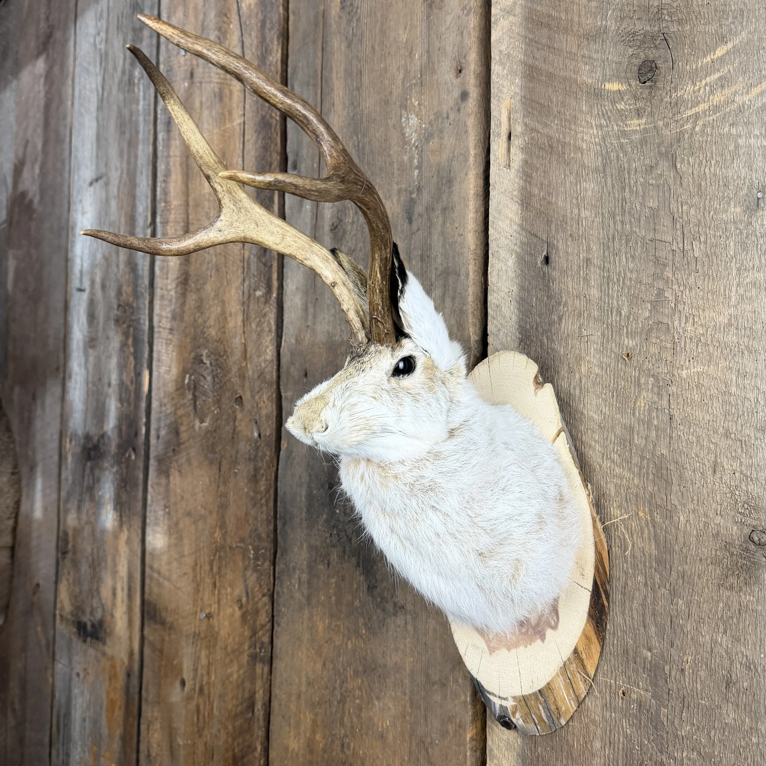 jackalope mount