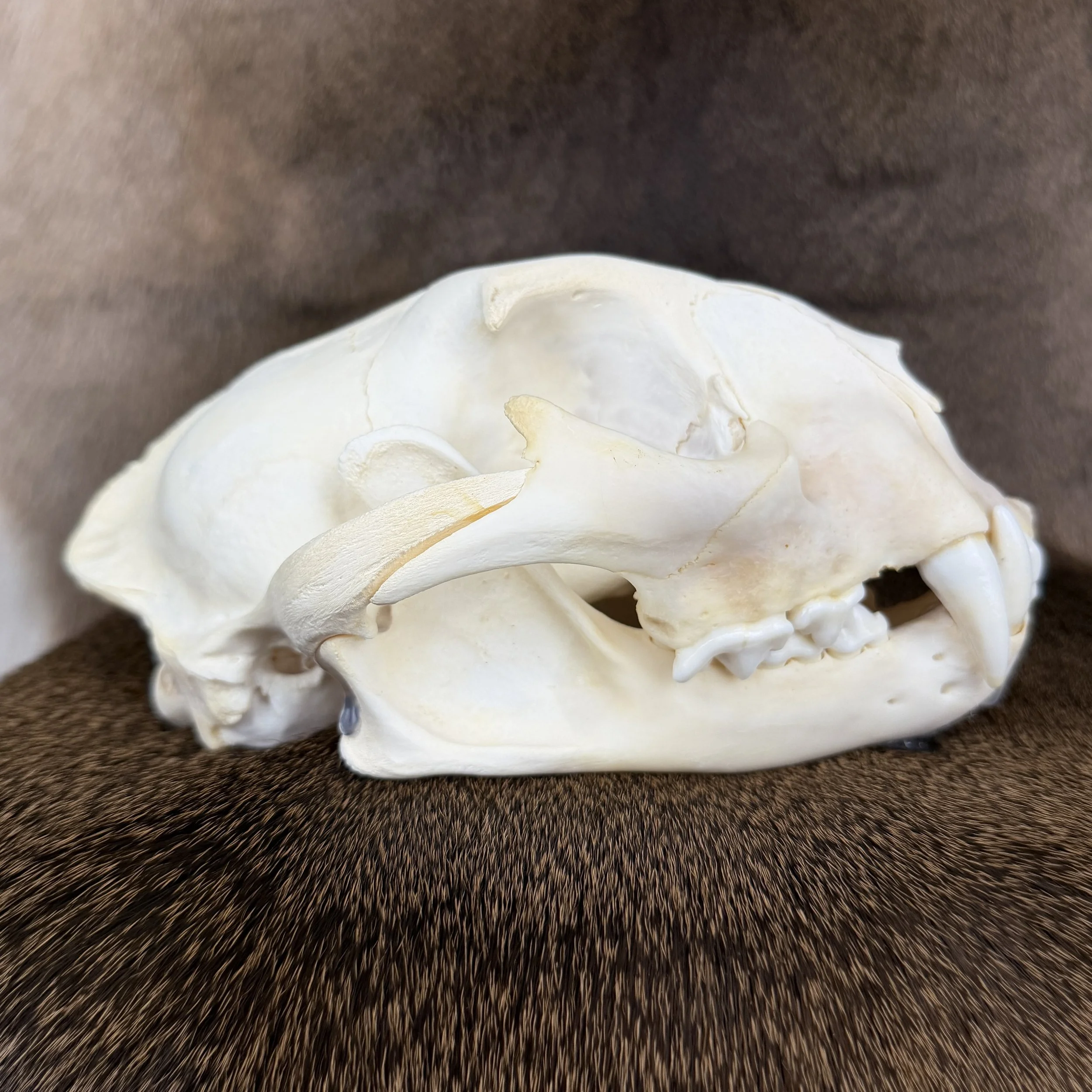 cougar skull