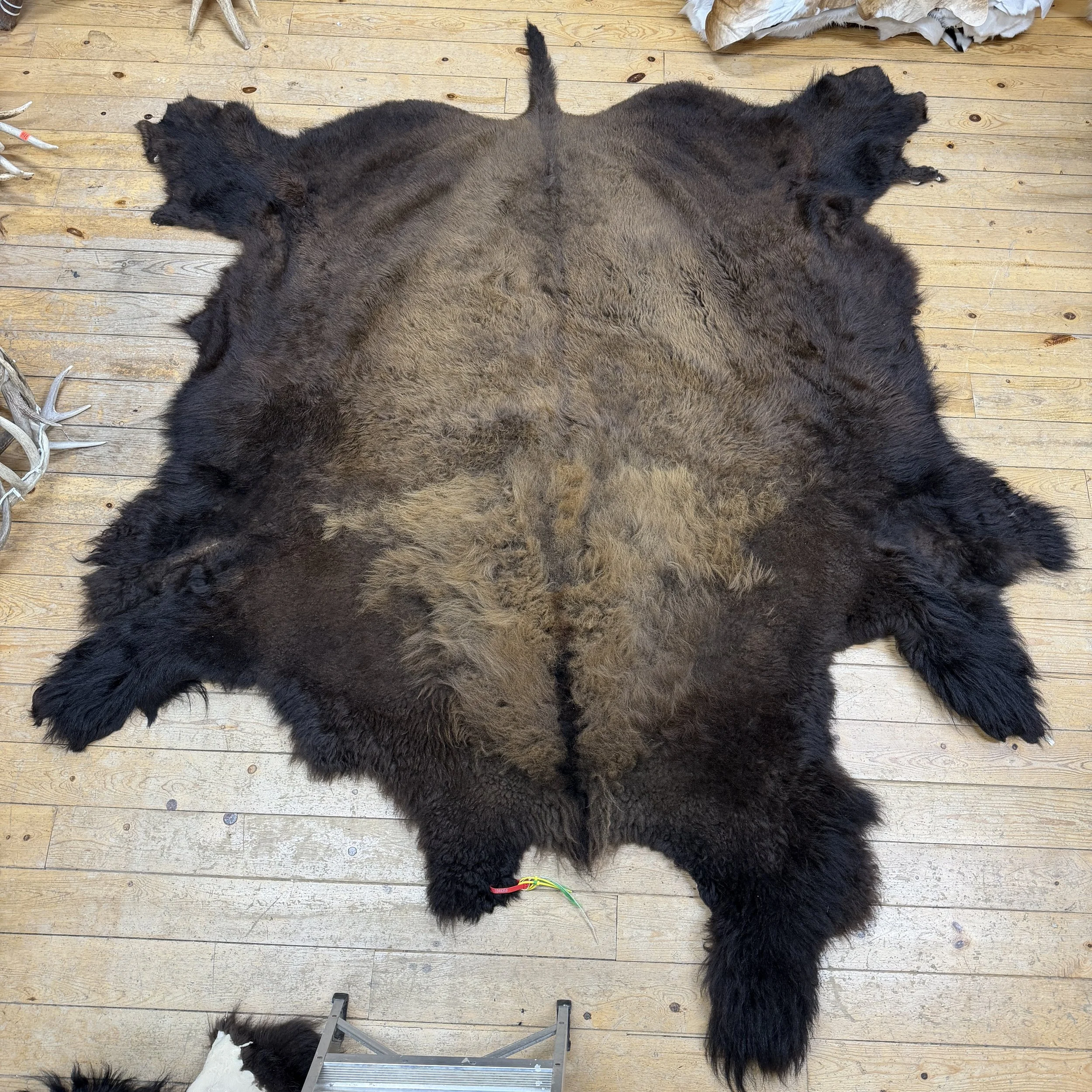 Buffalo Hide #2