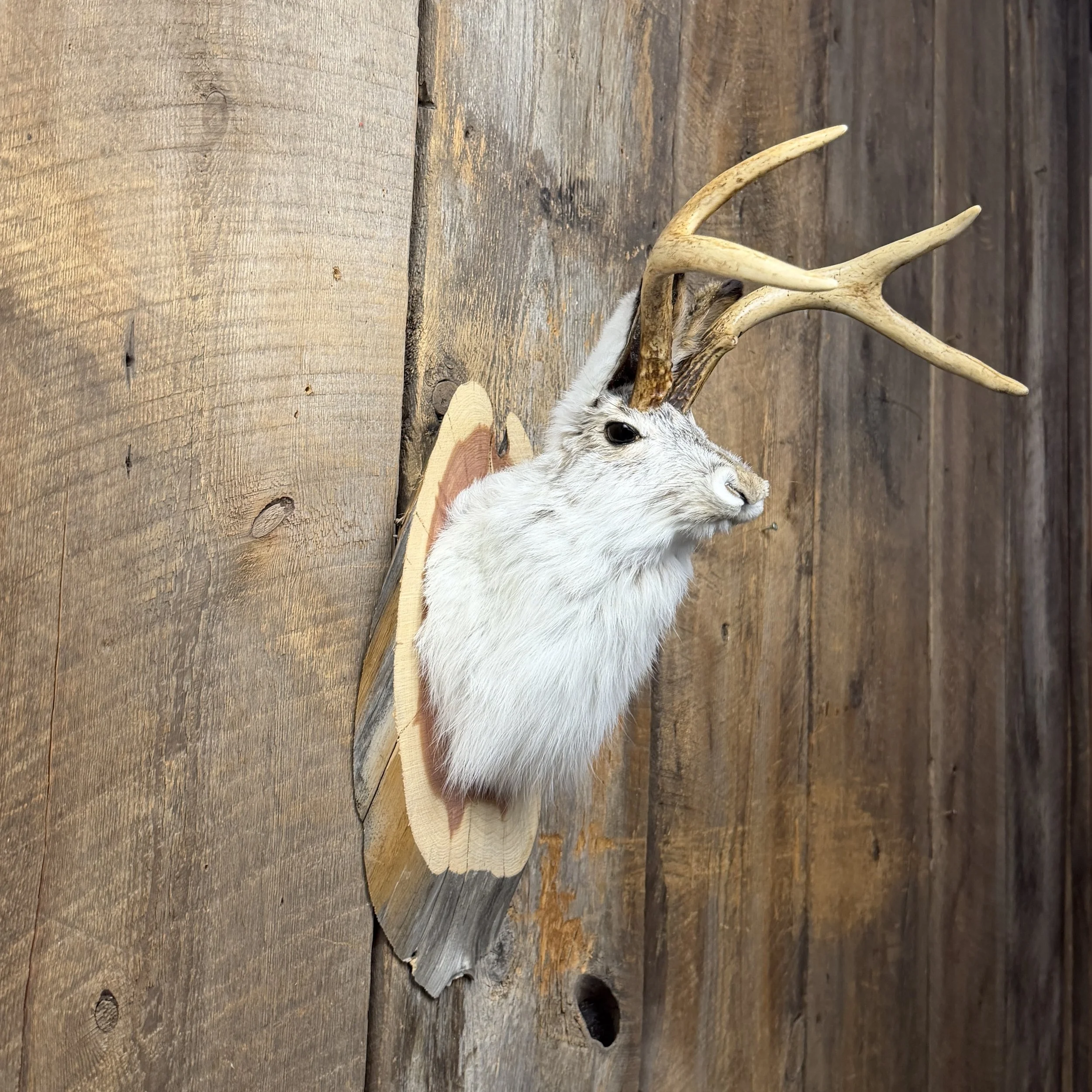 jackalope mount