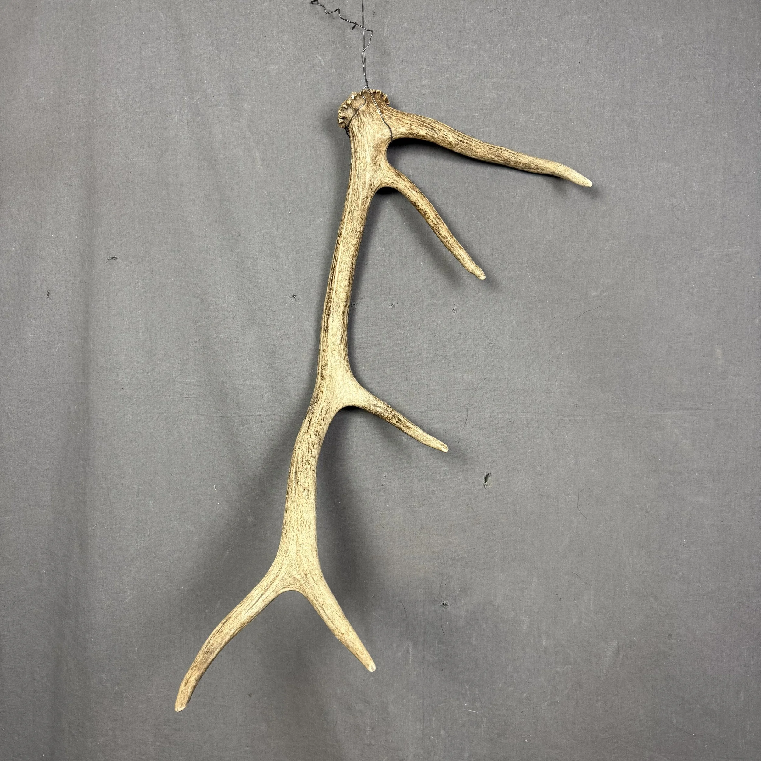 Elk Antler #27