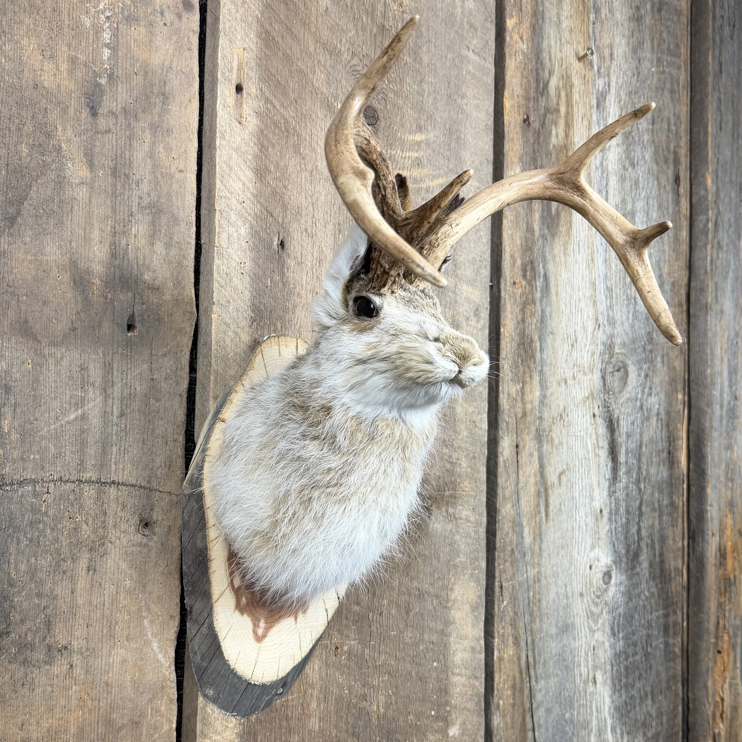 jackalope mount