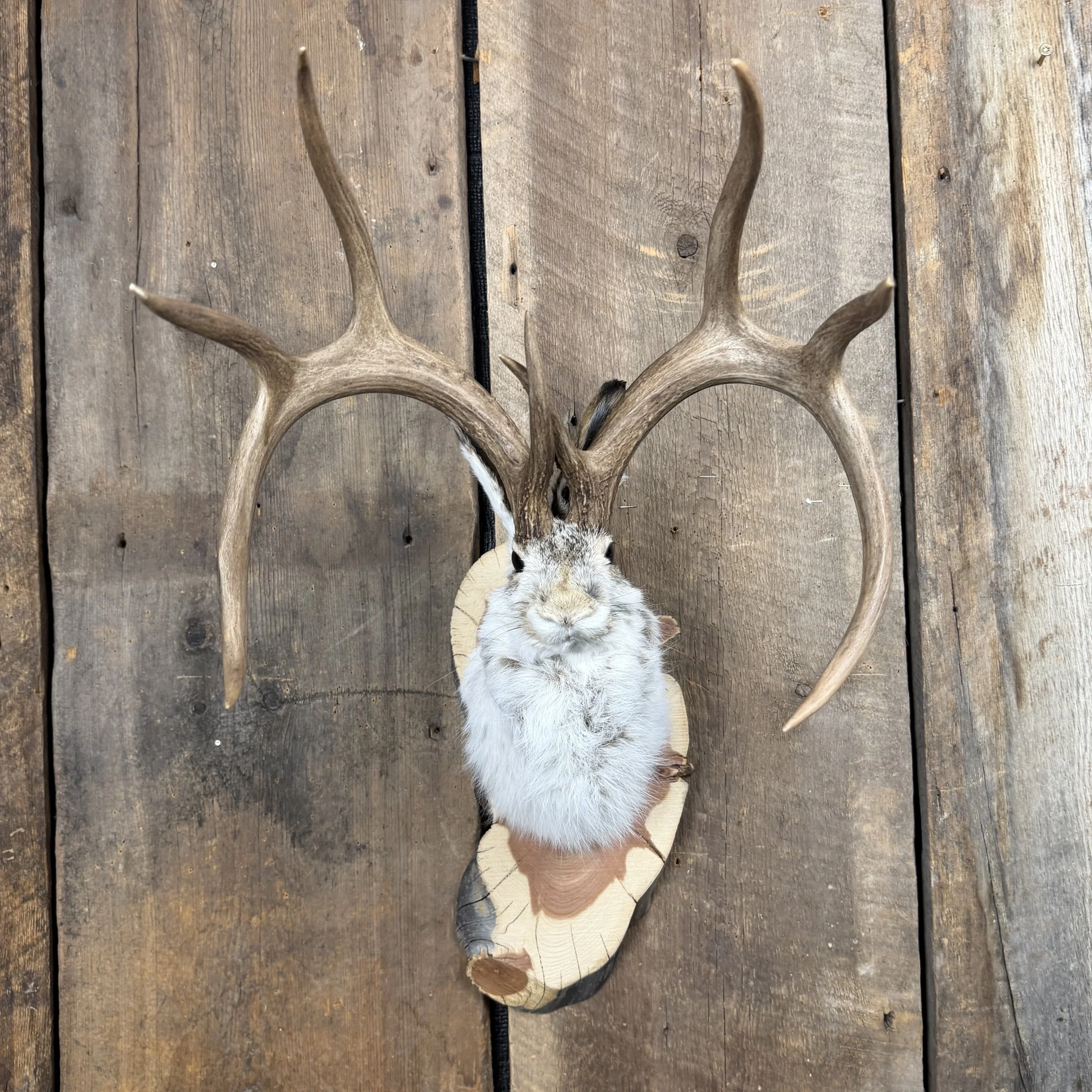 jackalope mount