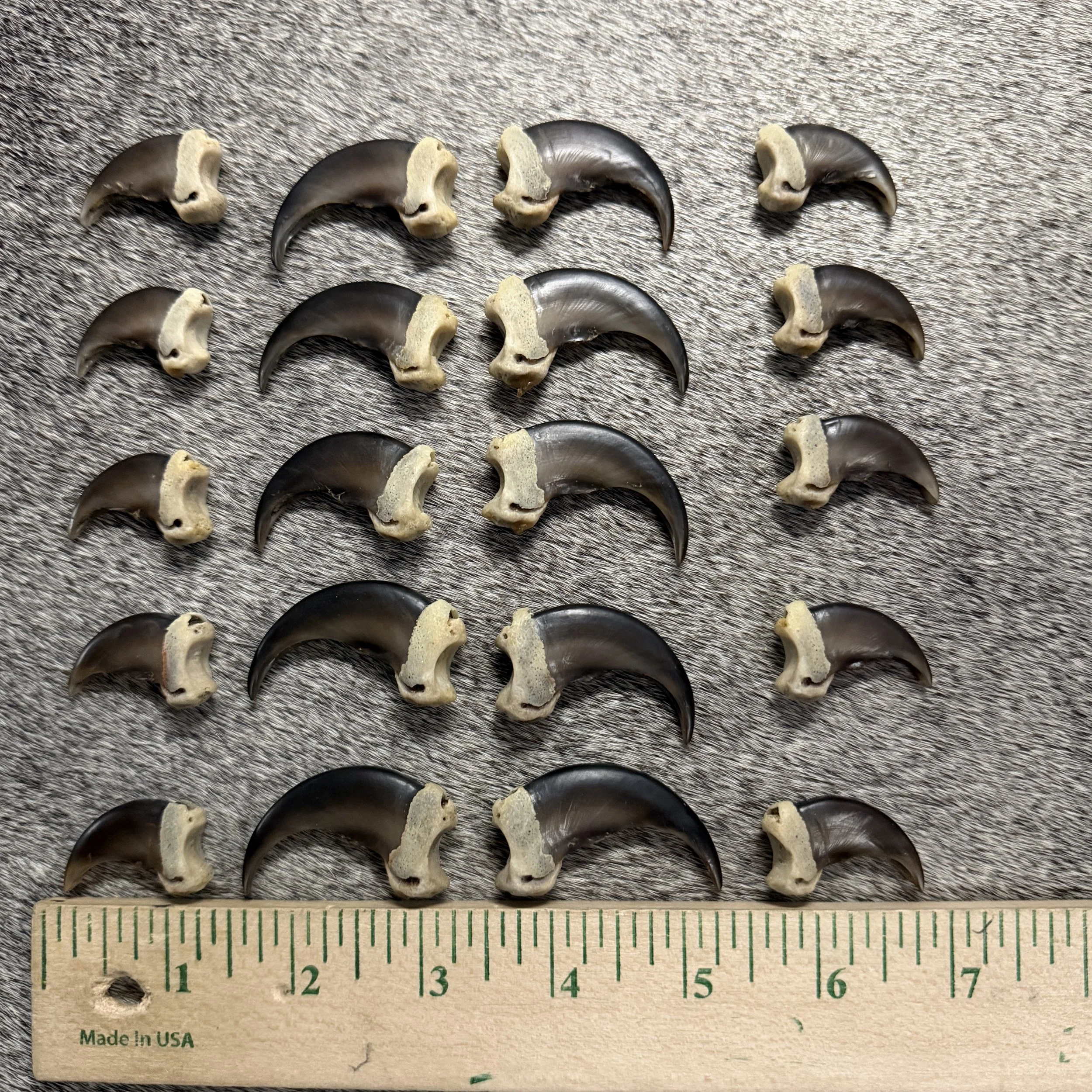black bear claws
