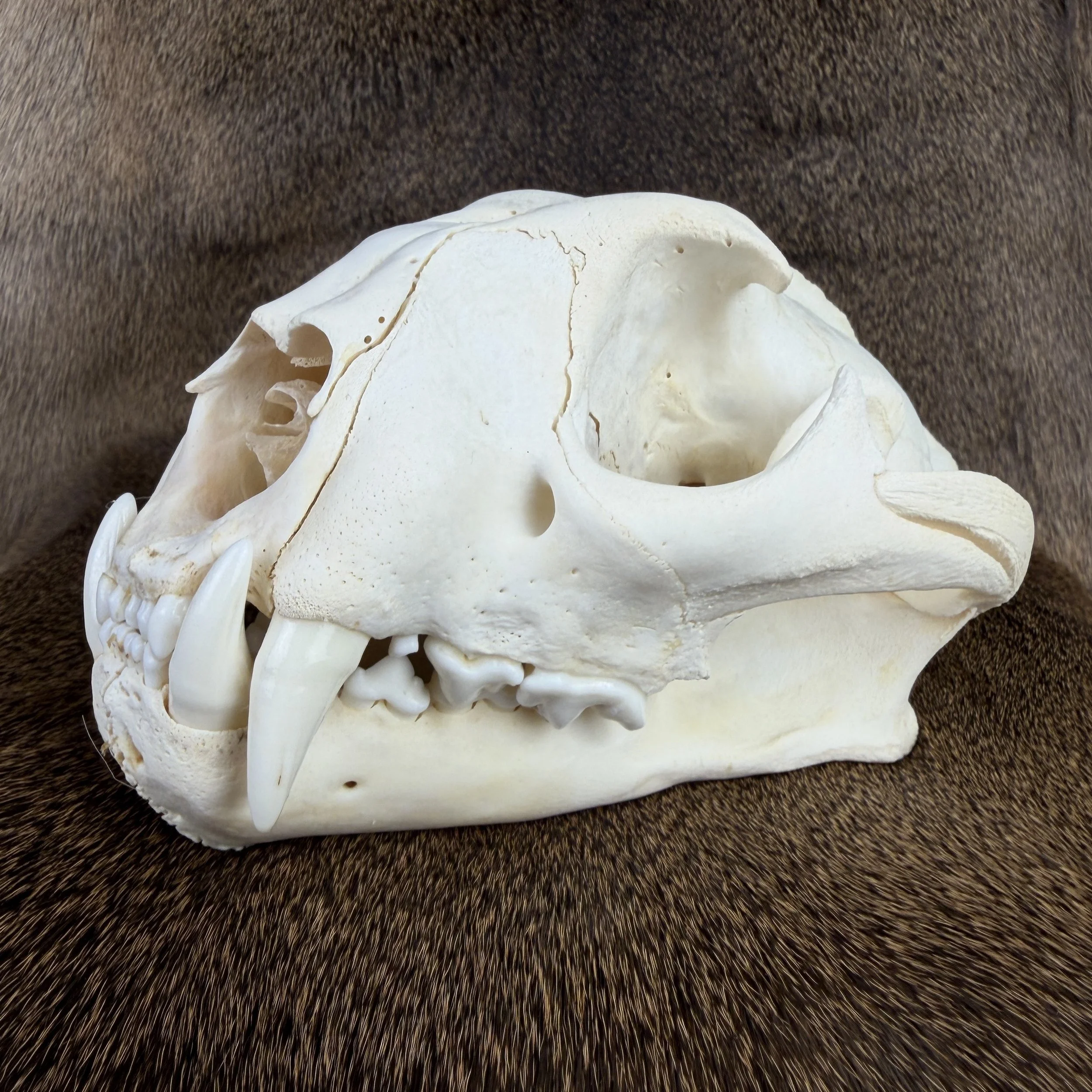 cougar skull