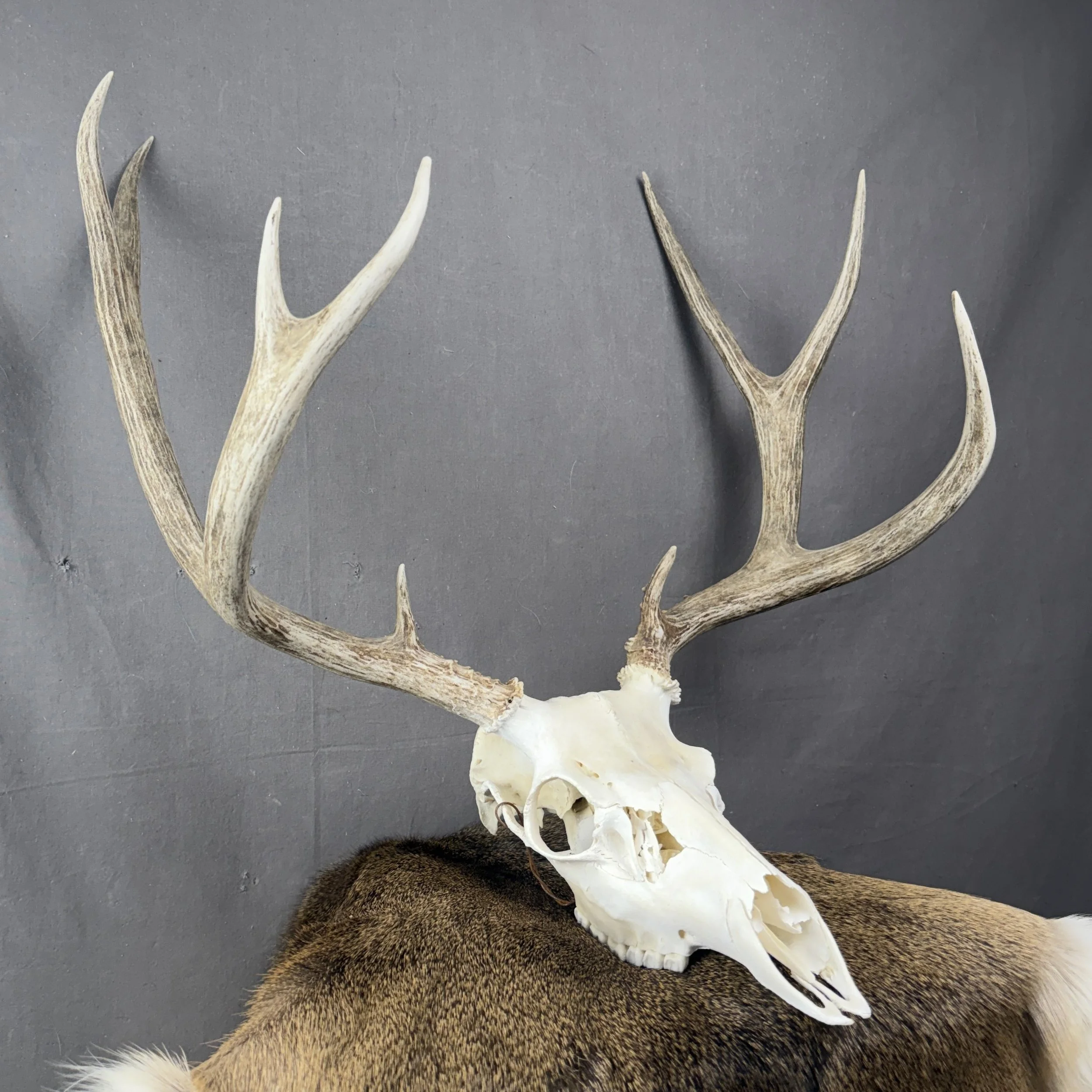 Mule Deer Skull