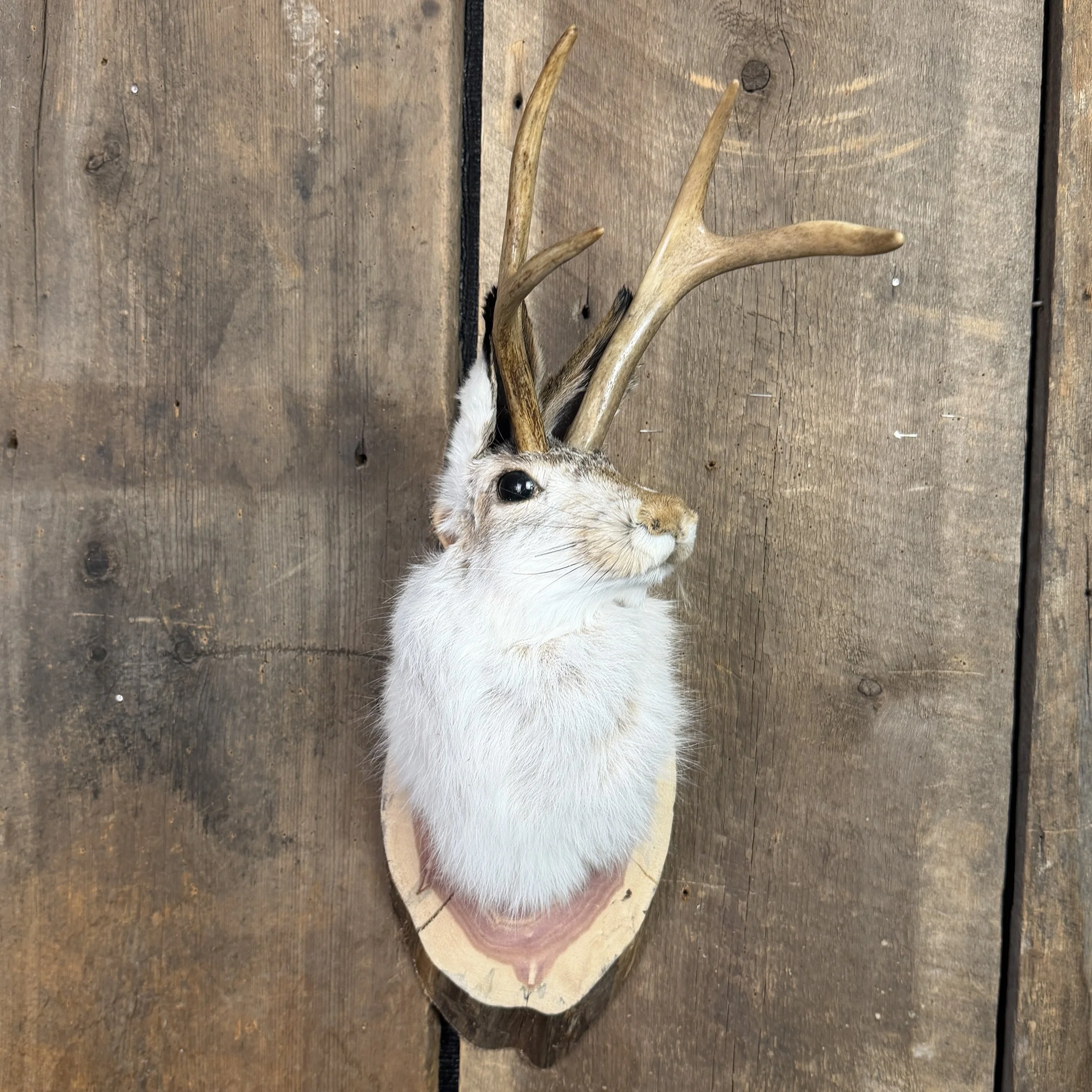 Jackalope Mount (Head Turned) SQ4850