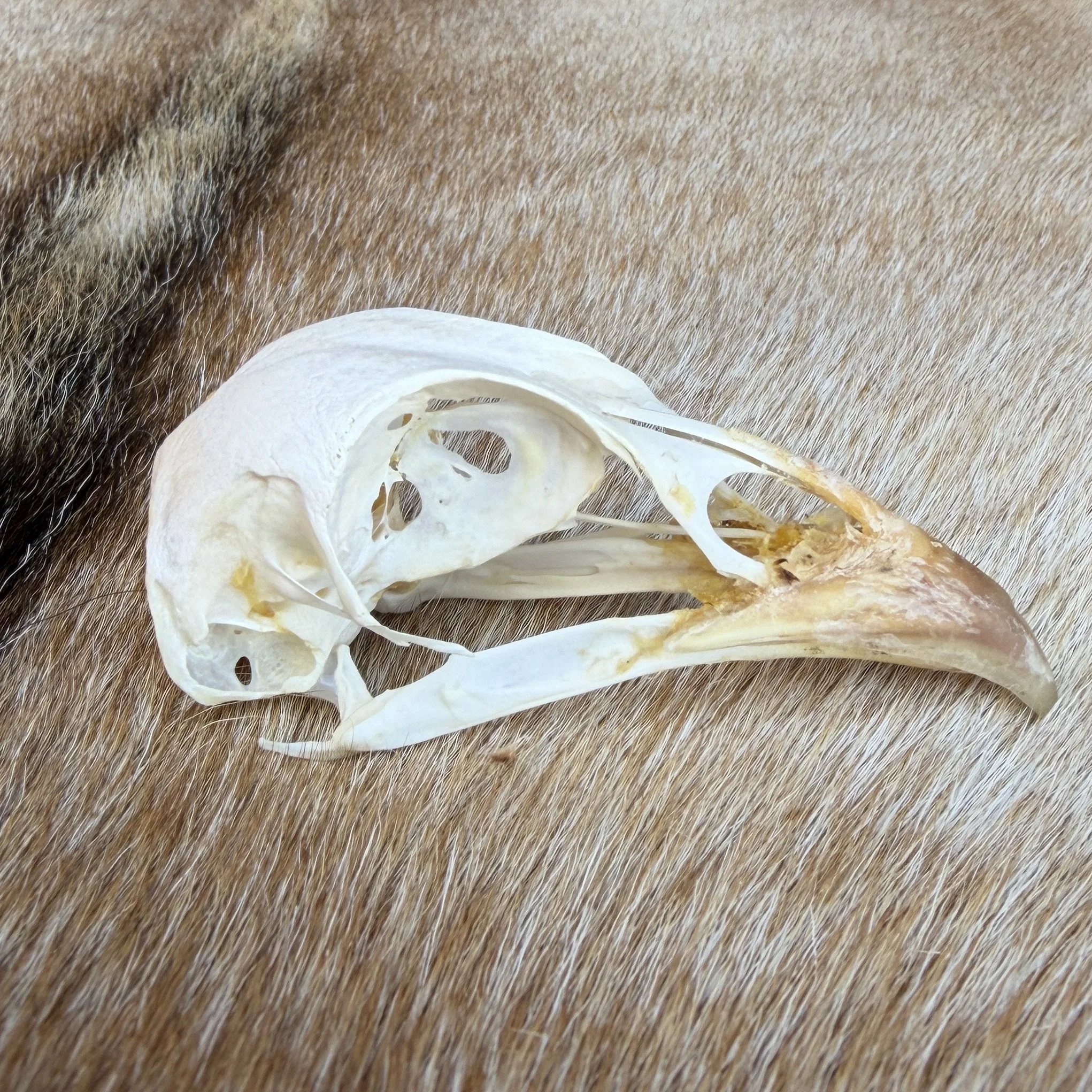 pheasant skull