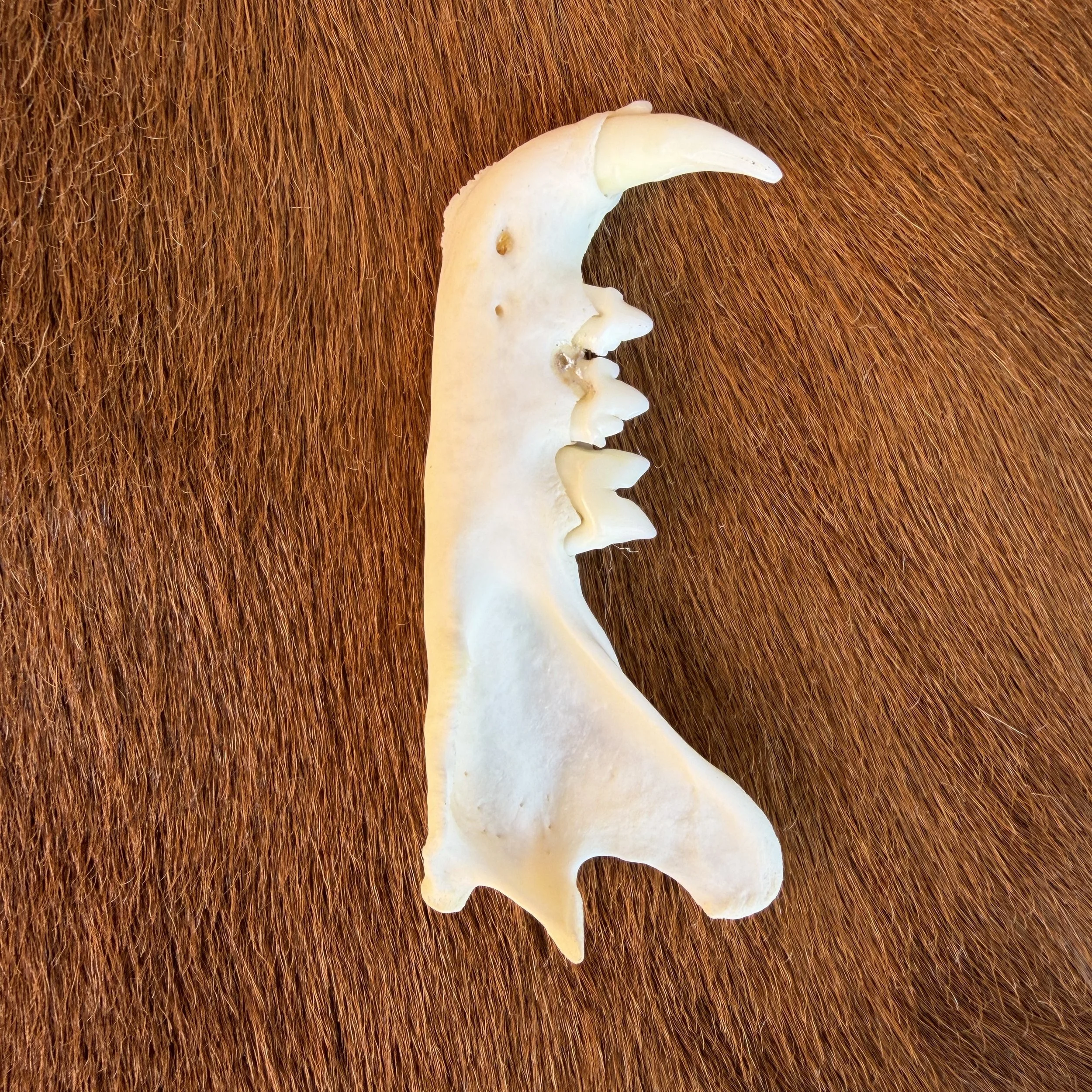 bobcat jaw bone
