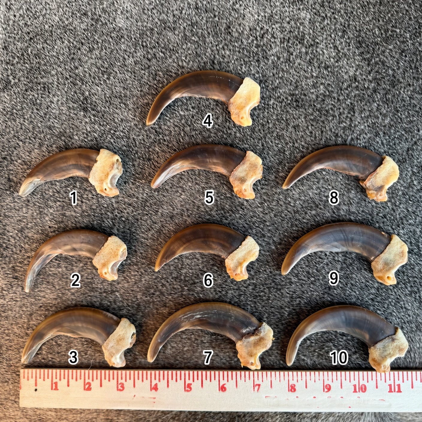 grizzly claw