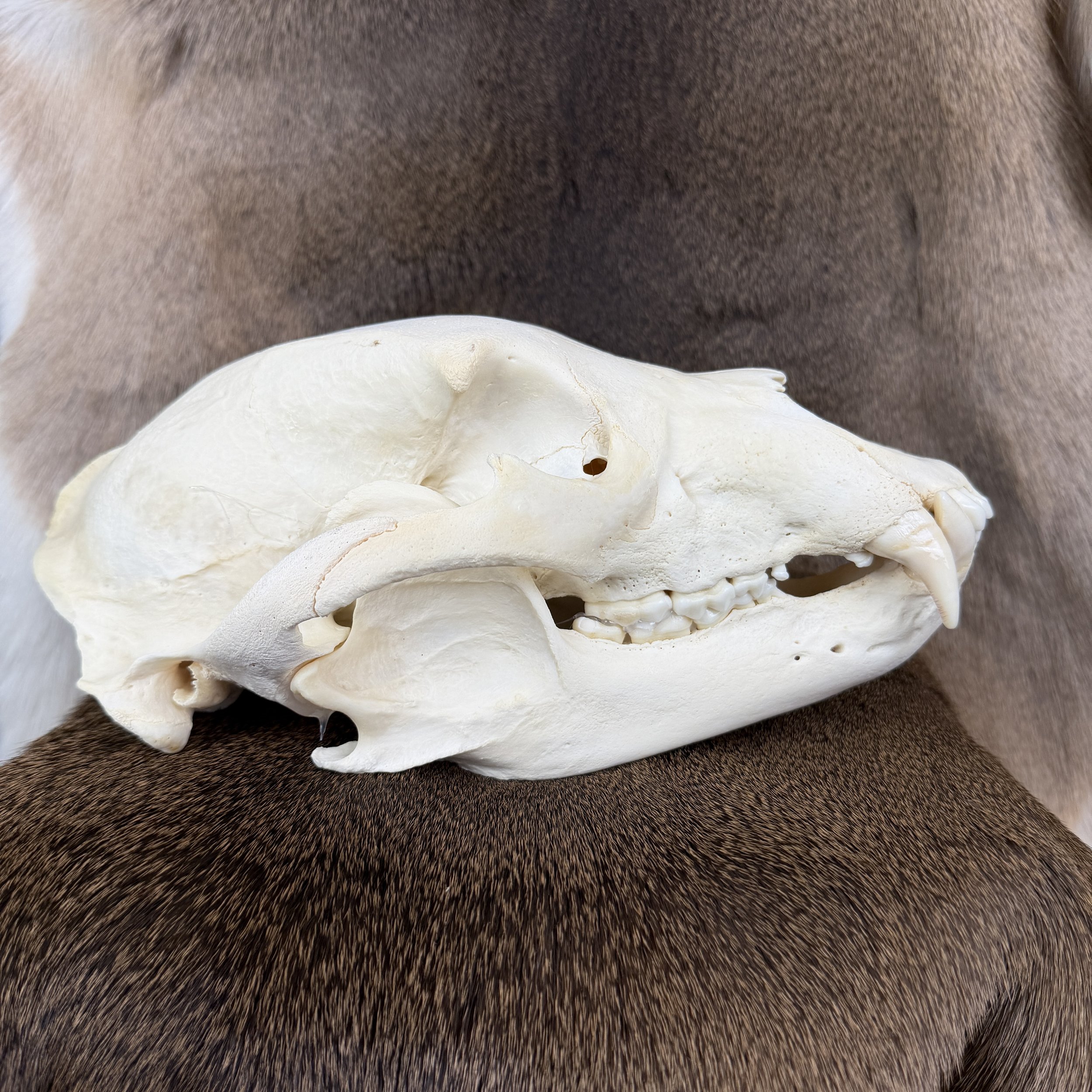 black bear skull